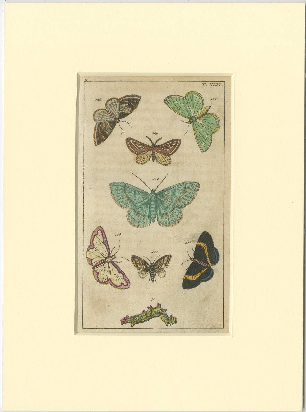 Set of 6 Antique Butterfly Prints Also Showing Caterpillars and Pupae, 1810