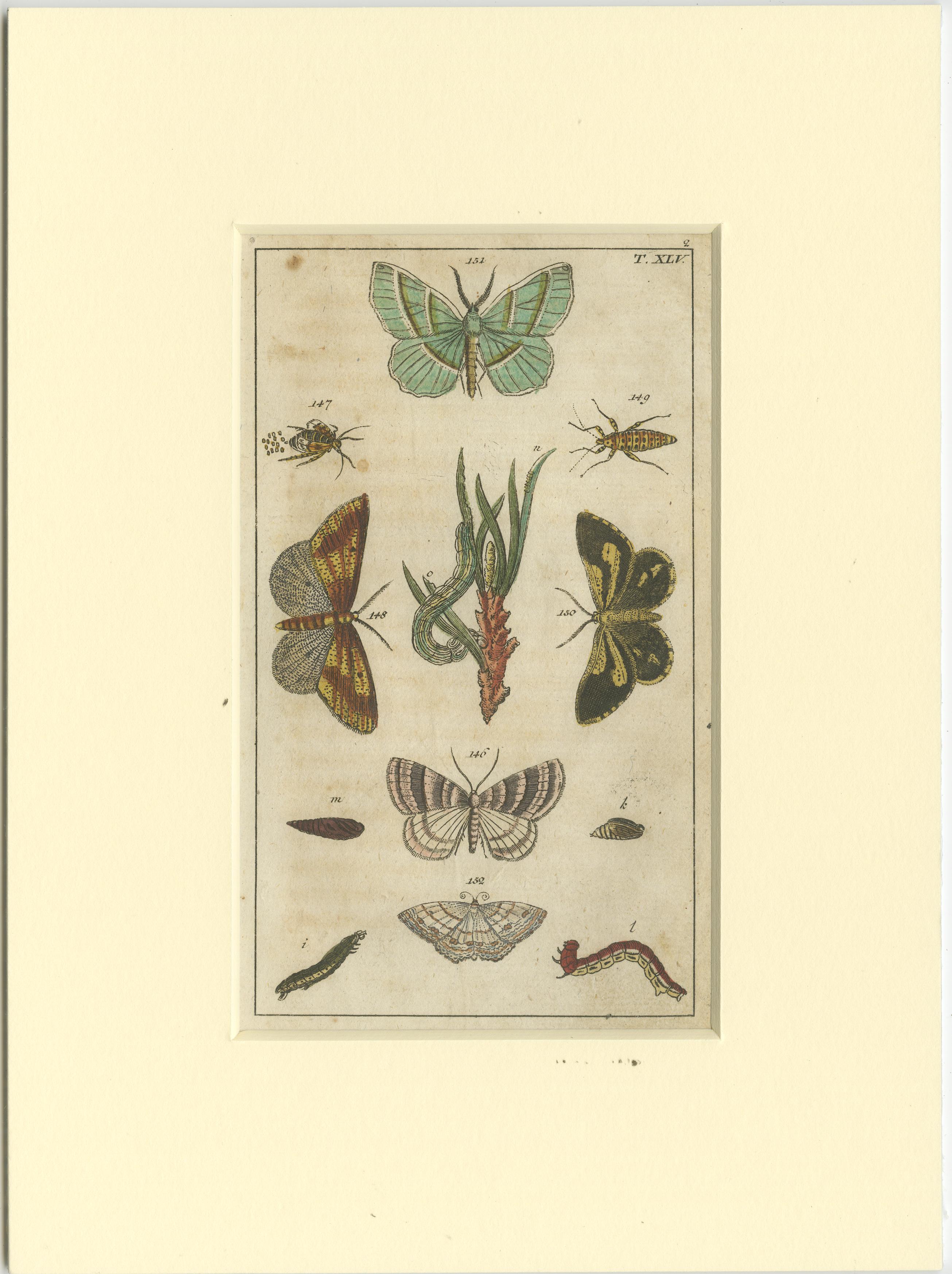 Paper Set of 6 Antique Butterfly Prints Also Showing Caterpillars and Pupae For Sale