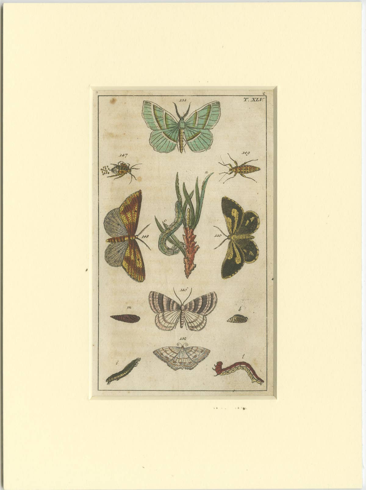 Set of 6 Antique Butterfly Prints Also Showing Caterpillars and Pupae, 1810