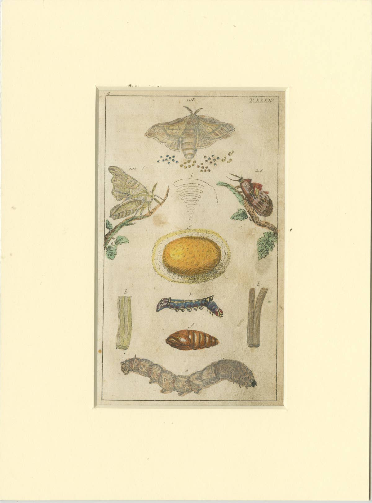 Set of 6 Antique Butterfly Prints Also Showing Caterpillars and Pupae, 1810