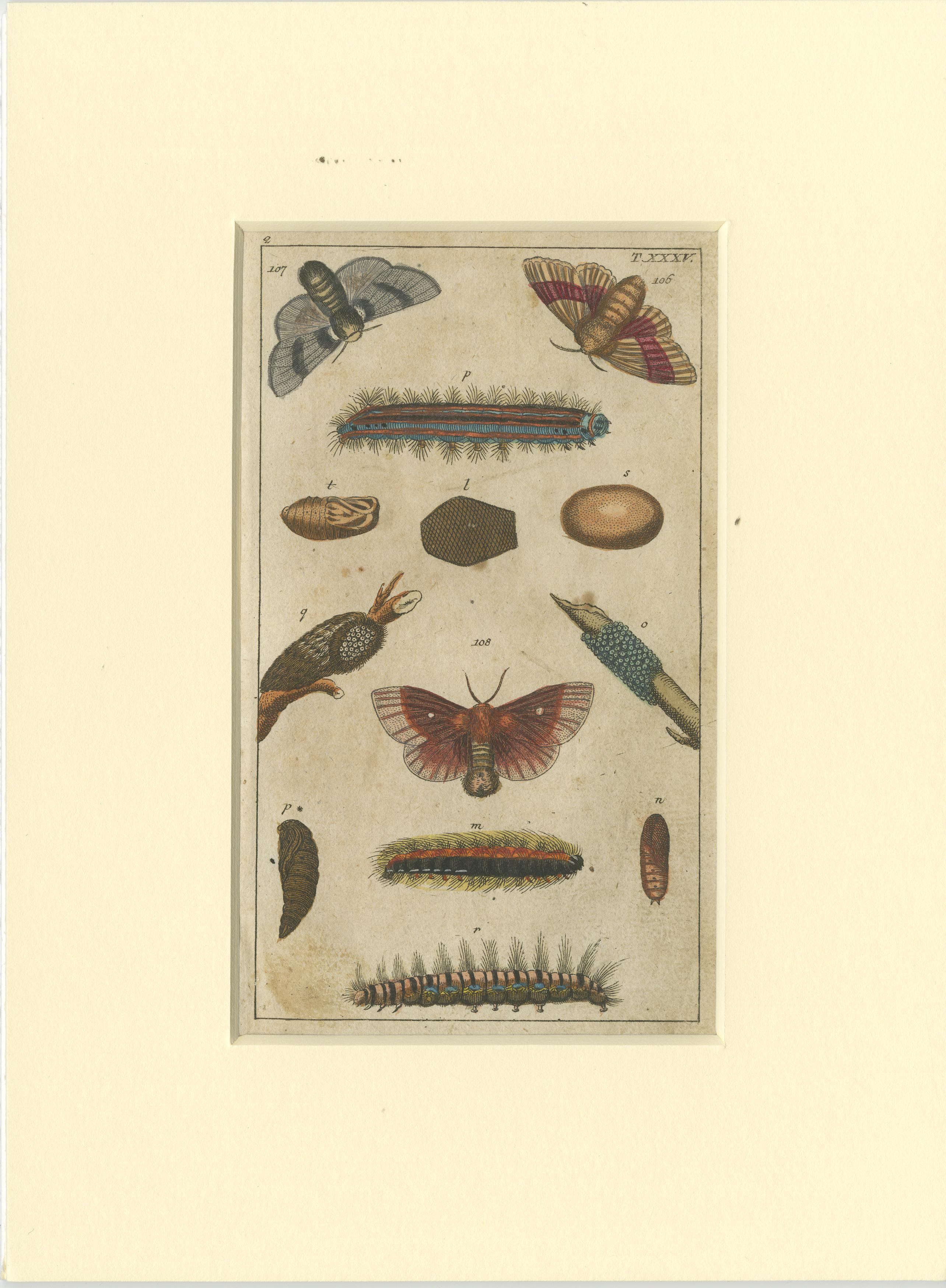 Set of 6 Antique Butterfly Prints Also Showing Caterpillars and Pupae For Sale 2