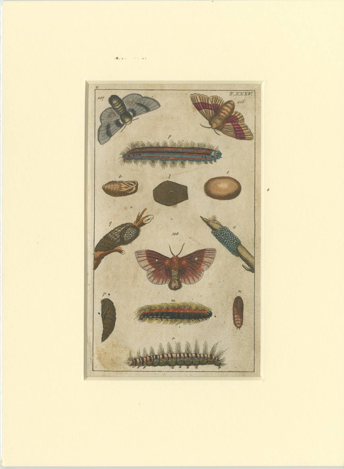 Set of 6 Antique Butterfly Prints Also Showing Caterpillars and Pupae, 1810