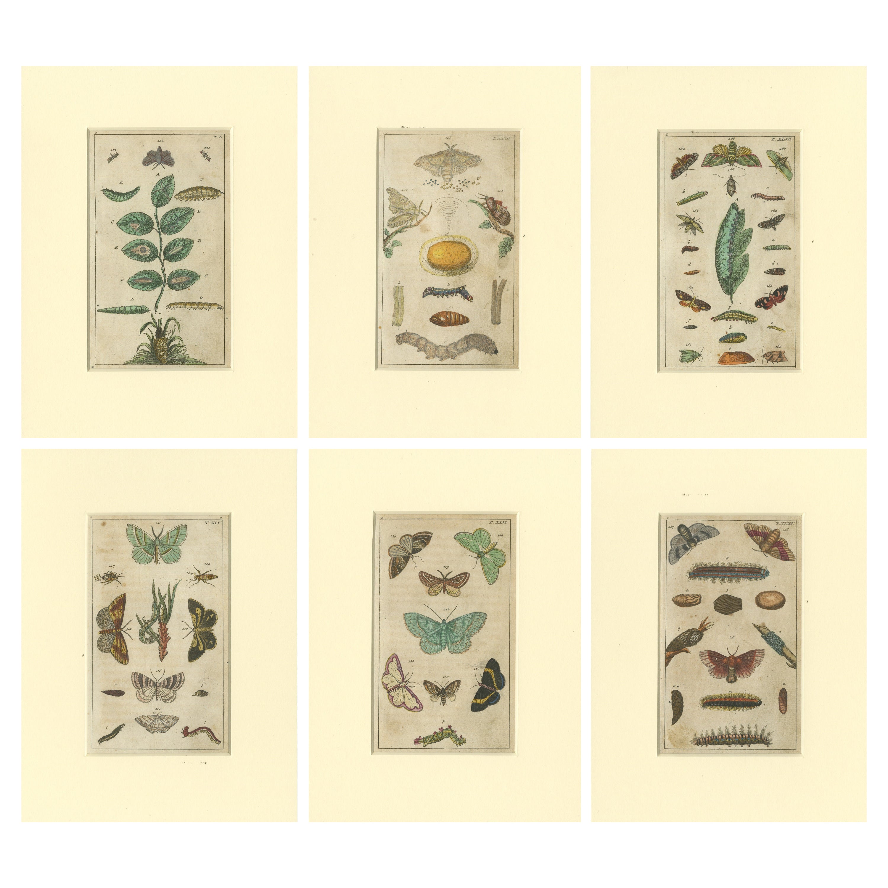 Set of 6 Antique Butterfly Prints Also Showing Caterpillars and Pupae For Sale