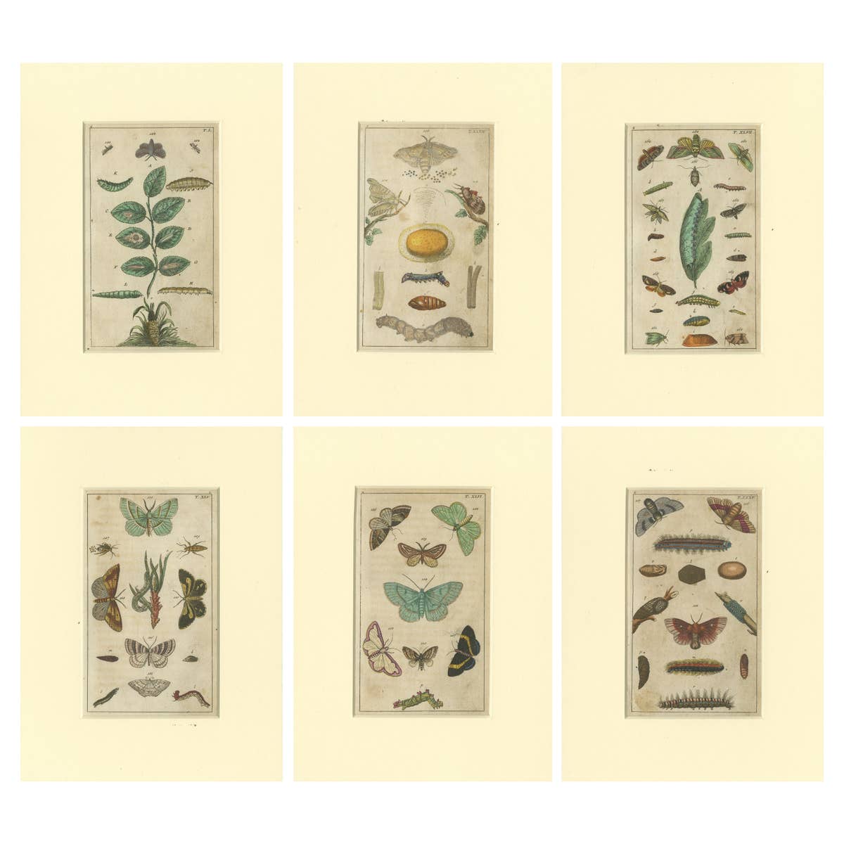 Set of 6 Antique Butterfly Prints Also Showing Caterpillars and Pupae, 1810
