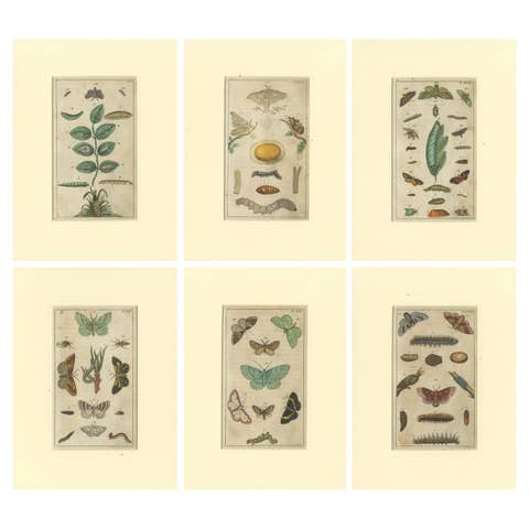 Set of 6 Antique Butterfly Prints Also Showing Caterpillars and Pupae, 1810