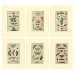 Set of 6 Antique Butterfly Prints Also Showing Caterpillars and Pupae
