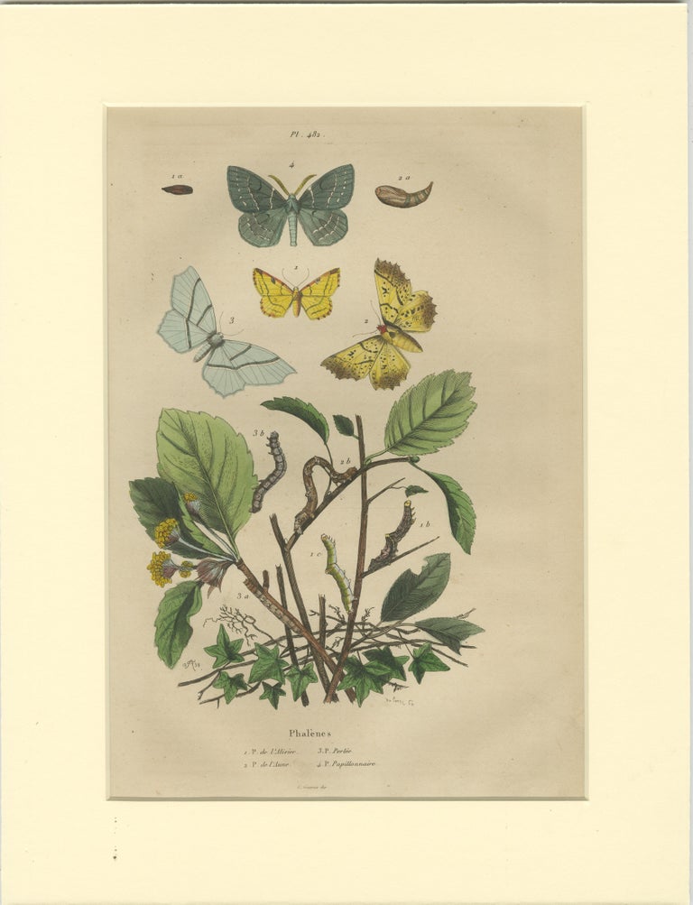 Set of 6 Antique Butterfly Prints of the Orange Tip and Other