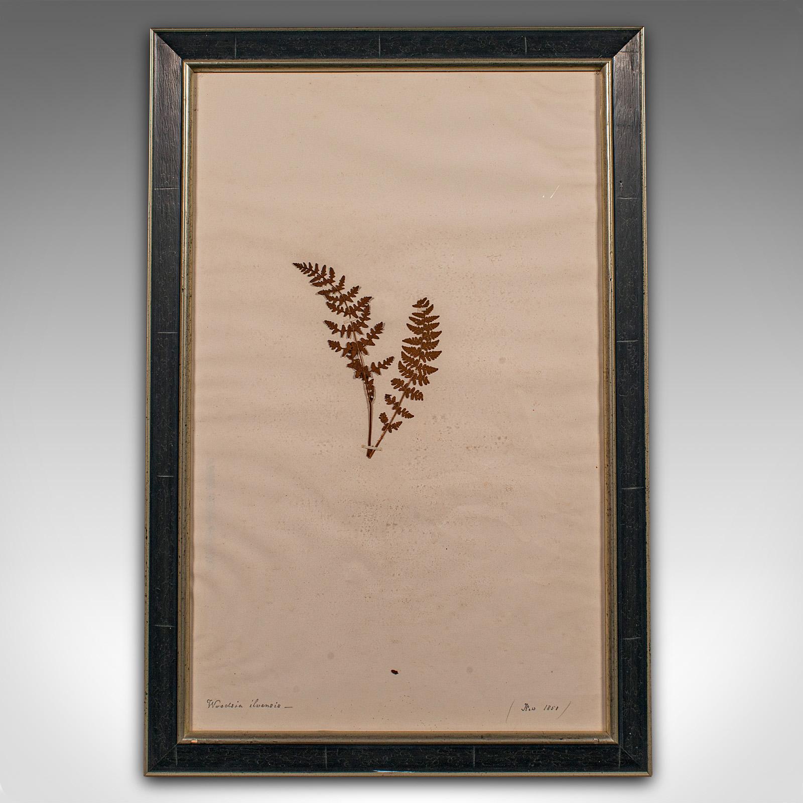 British Set of 6 Antique Framed Botanist's Specimens, English, Dried Plants, Victorian For Sale