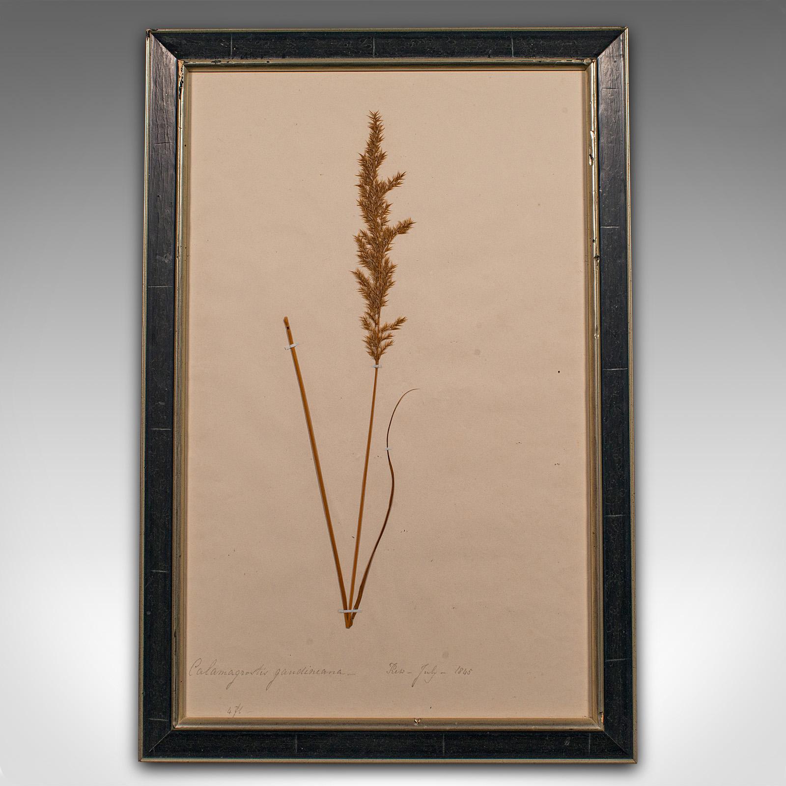 Glass Set of 6 Antique Framed Botanist's Specimens, English, Dried Plants, Victorian