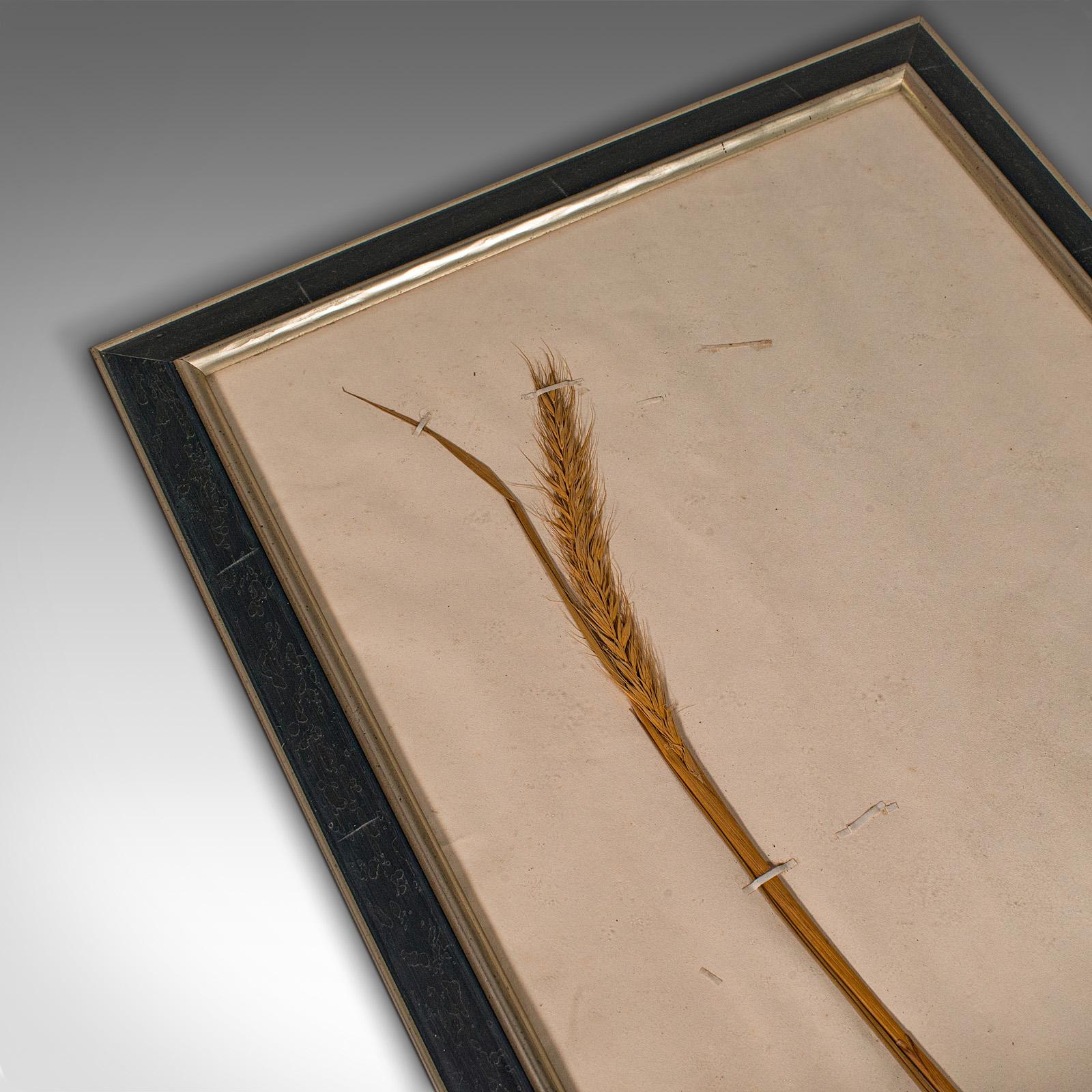 Set of 6 Antique Framed Botanist's Specimens, English, Dried Plants, Victorian 2