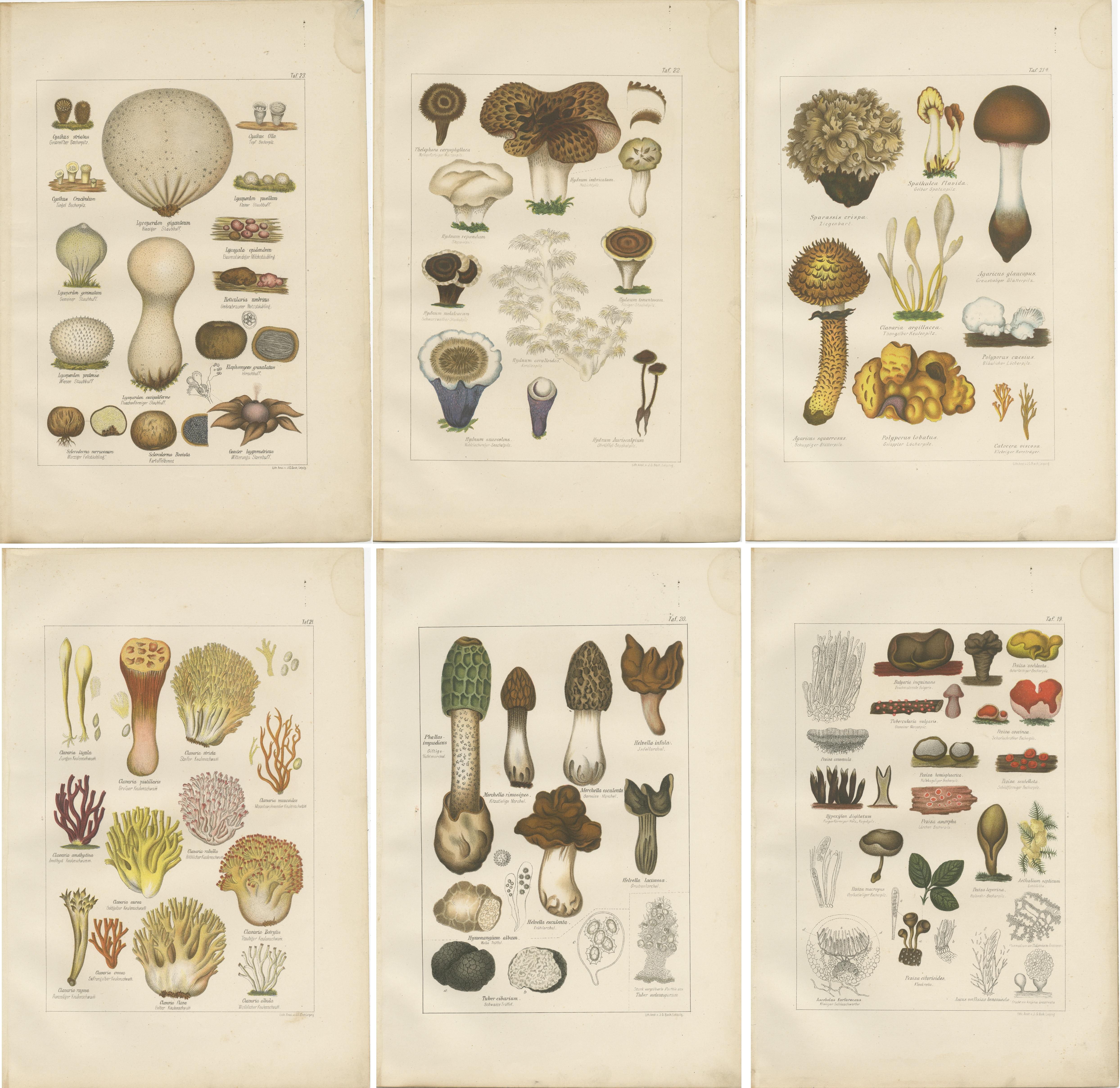 Satz von sechs originalen antiken Mykologie-Drucken. Es zeigt viele Pilze und andere Pilzarten. Diese Drucke stammen aus 
