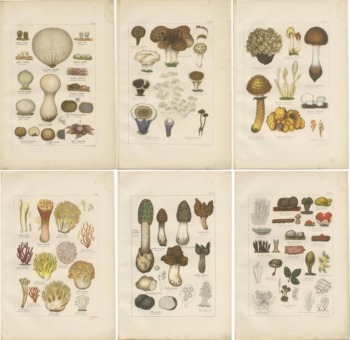 Set of 6 Antique Mycology Prints of the Common Stinkhorn & Other Mushrooms, 1875