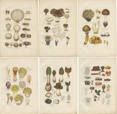 Set of 6 Antique Mycology Prints of the Common Stinkhorn & Other Mushrooms, 1875