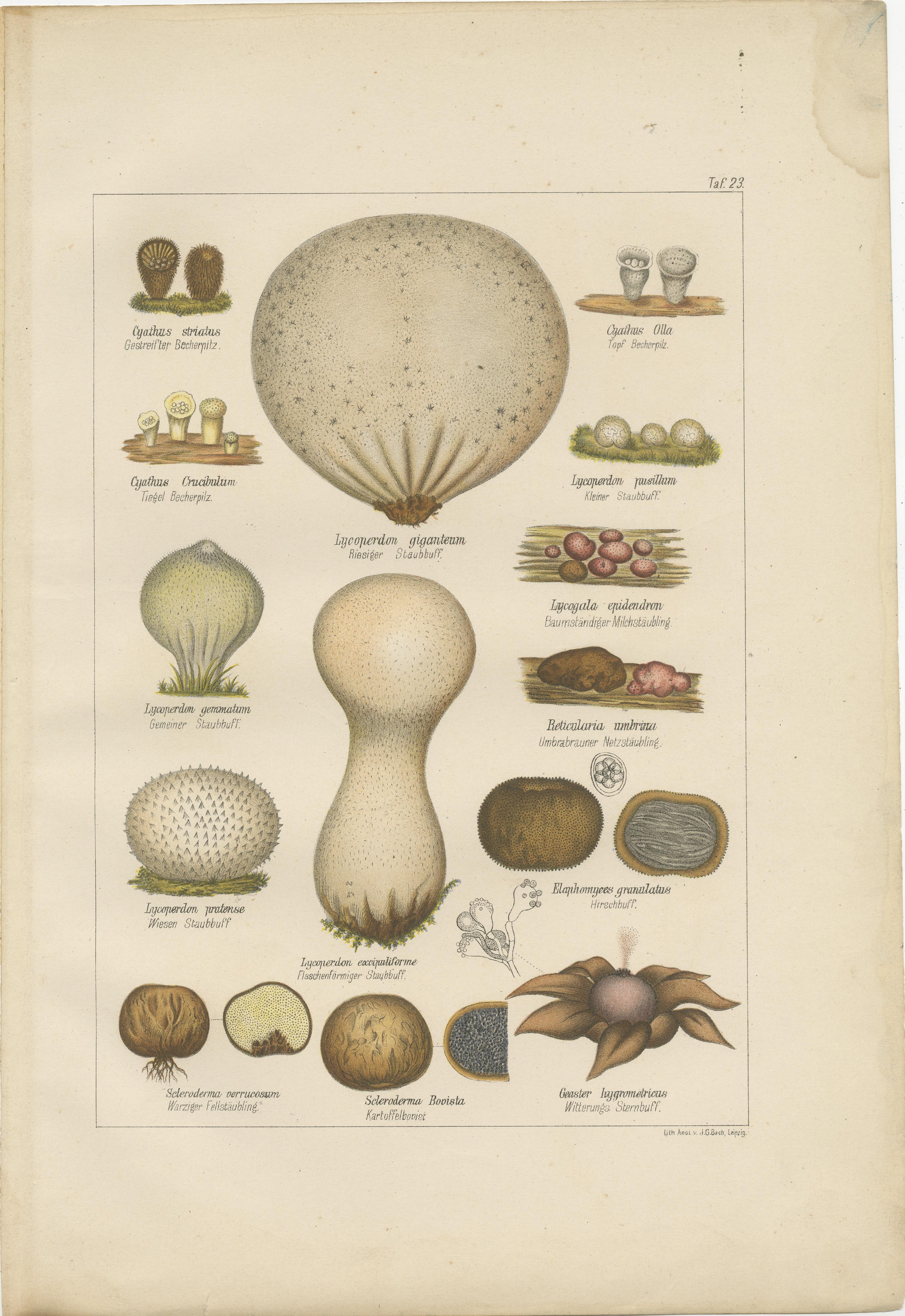 Set von 6 antiken Mycology-Druckdrucken des Common Stinkhorn und anderer Pilze im Zustand „Gut“ im Angebot in Langweer, NL