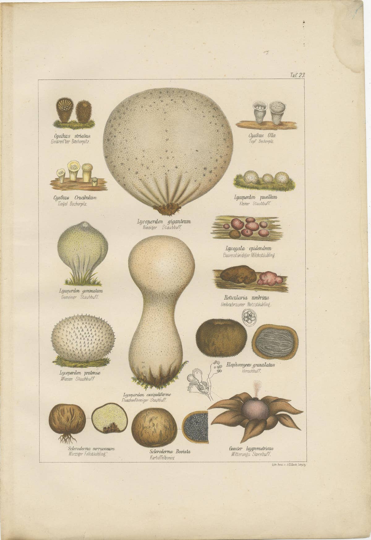Set of 6 Antique Mycology Prints of the Common Stinkhorn & Other Mushrooms, 1875