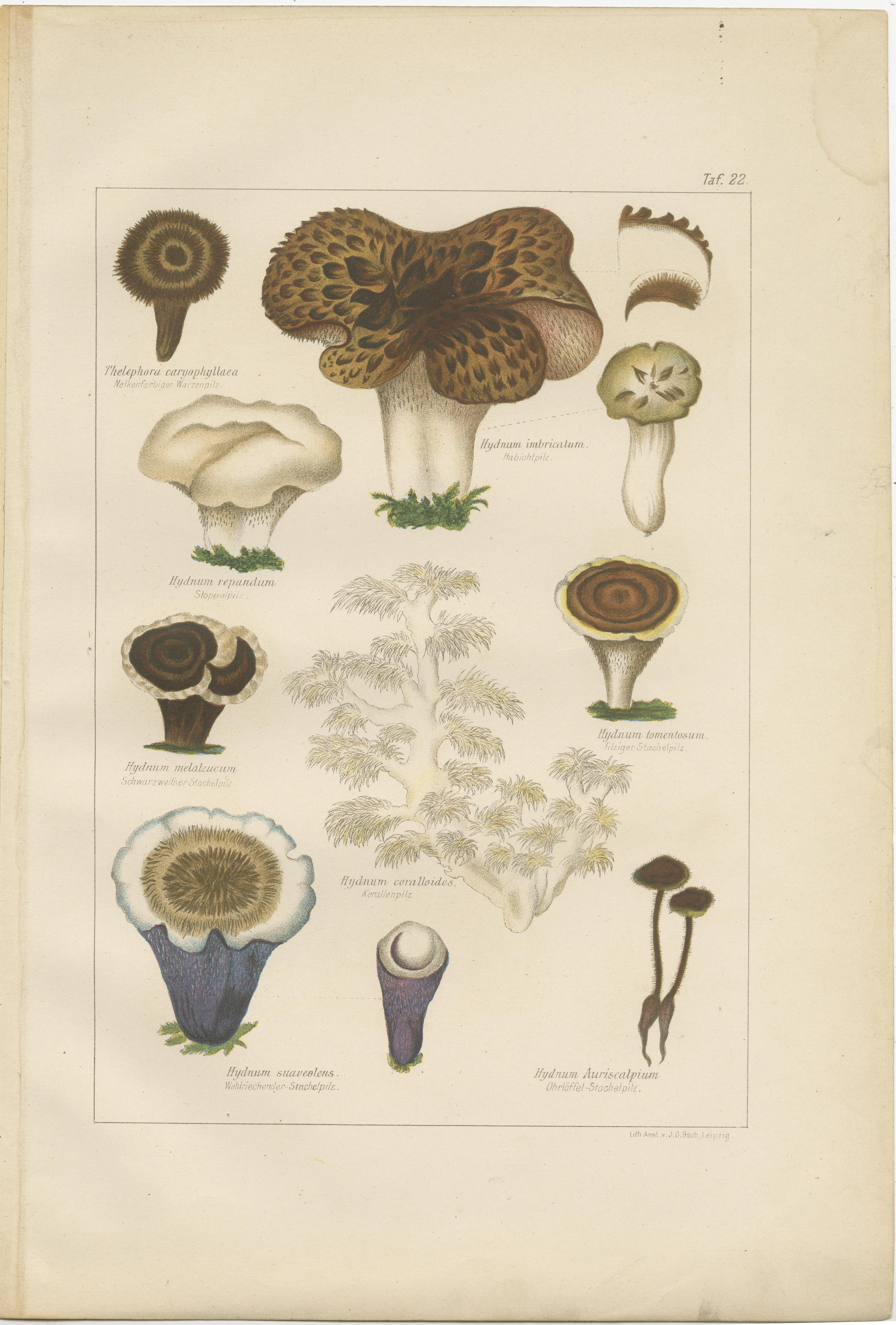 Set of 6 Antique Mycology Prints of the Common Stinkhorn and Other Mushrooms In Good Condition For Sale In Langweer, NL