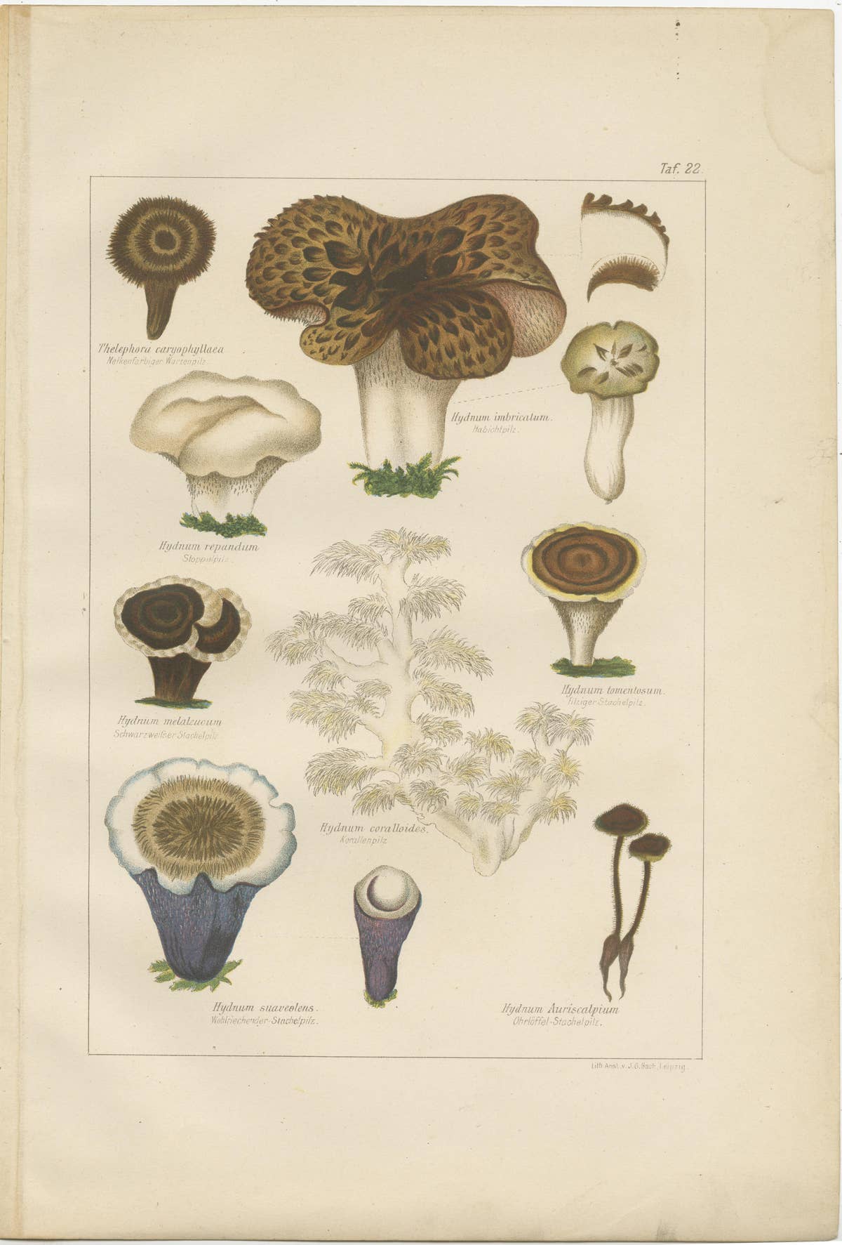 Set of 6 Antique Mycology Prints of the Common Stinkhorn & Other Mushrooms, 1875