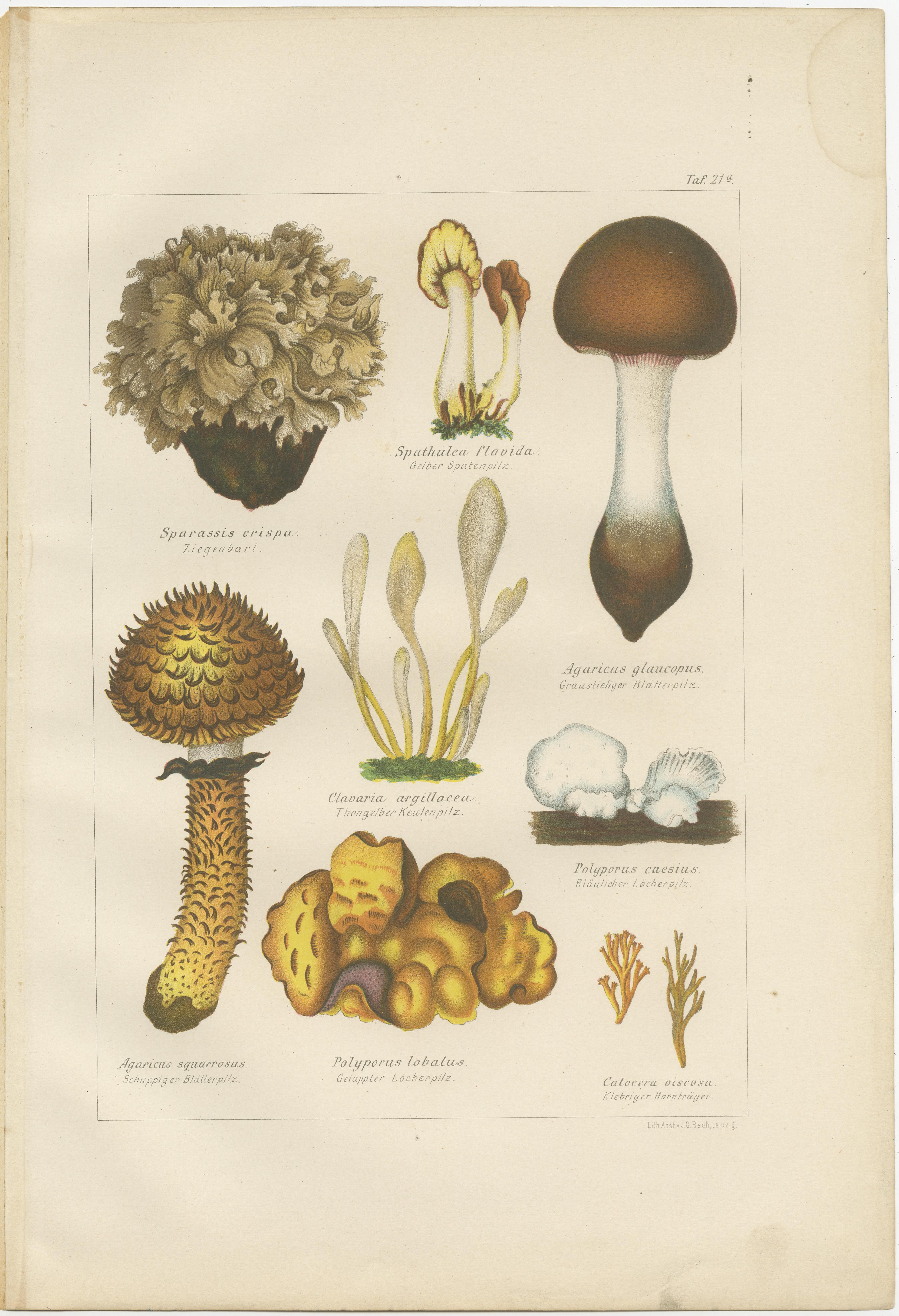 19th Century Set of 6 Antique Mycology Prints of the Common Stinkhorn and Other Mushrooms For Sale