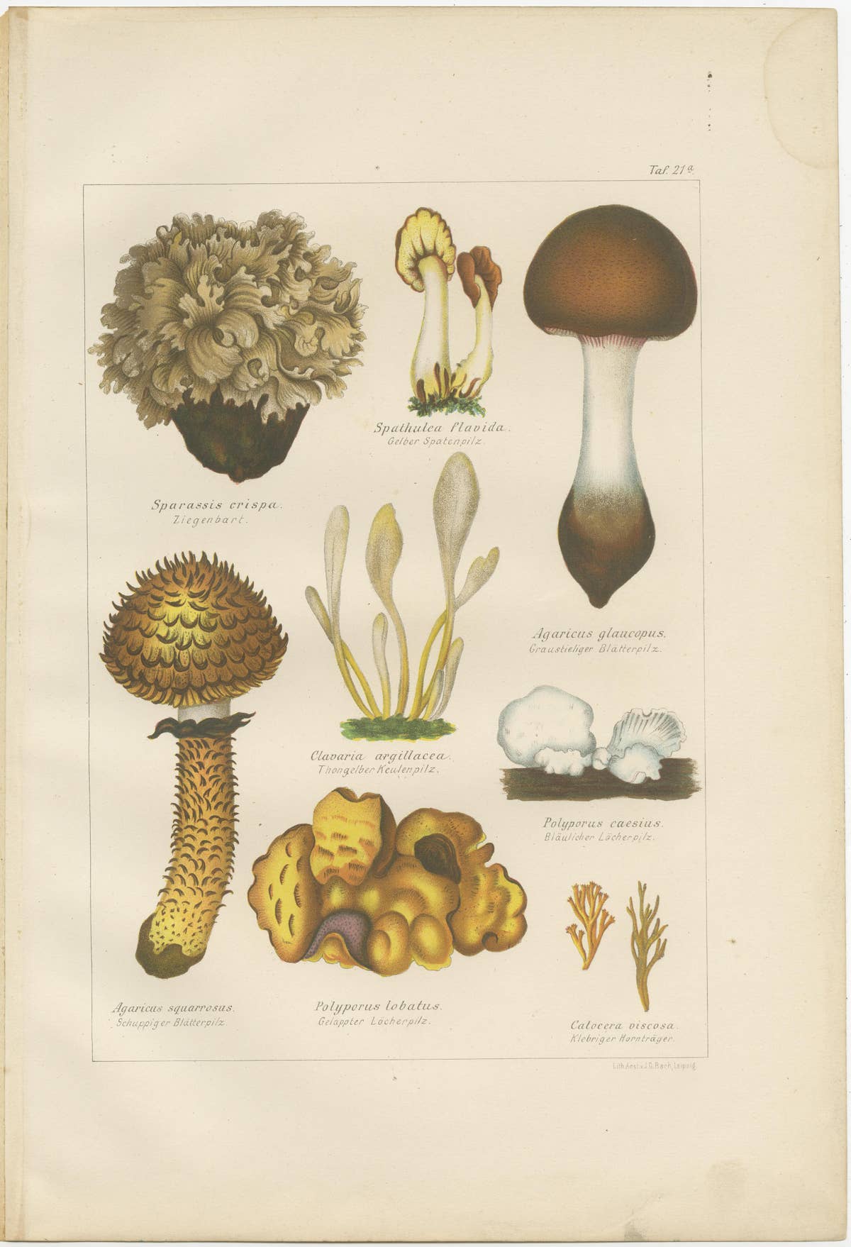 Set of 6 Antique Mycology Prints of the Common Stinkhorn & Other Mushrooms, 1875