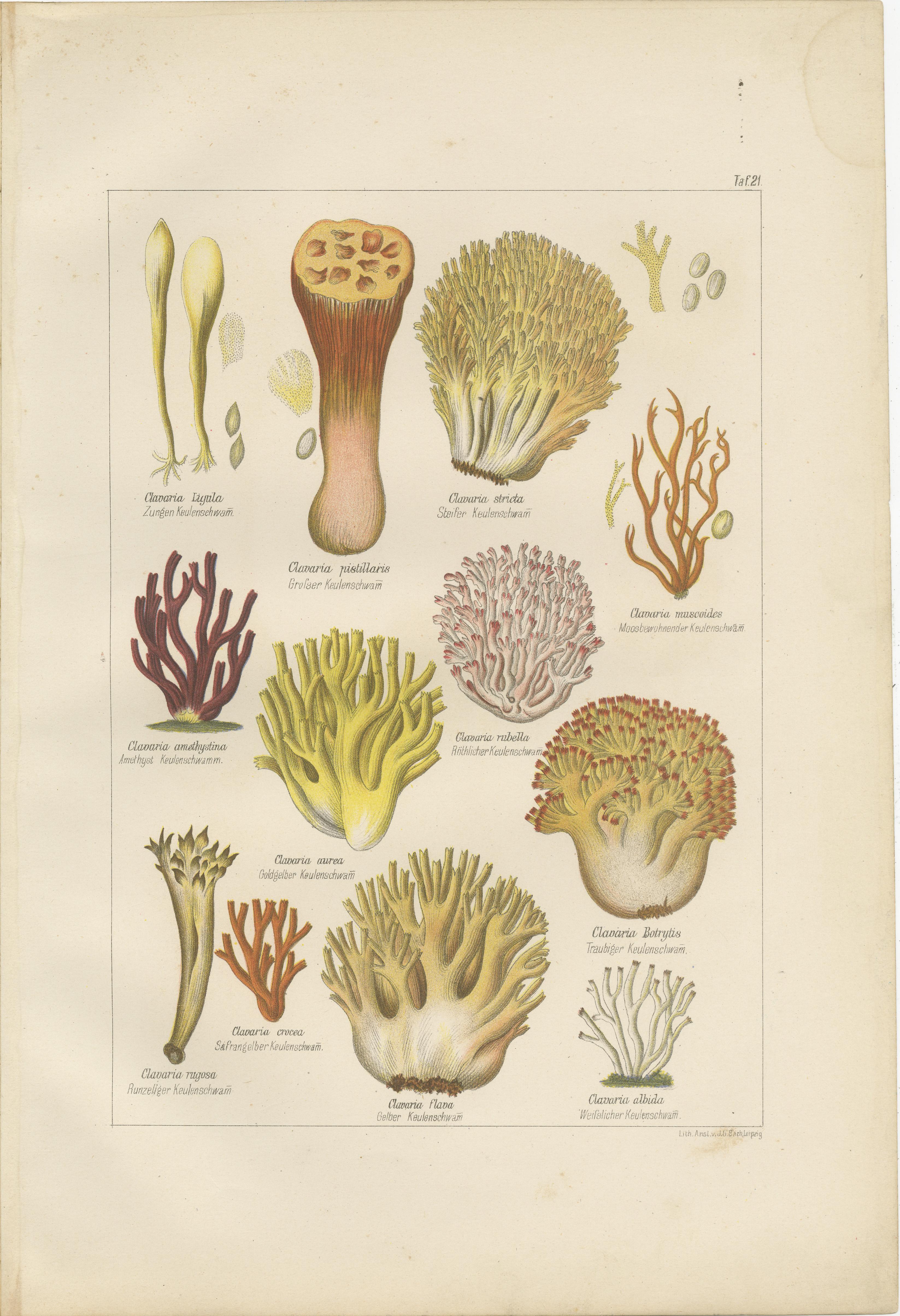 Paper Set of 6 Antique Mycology Prints of the Common Stinkhorn and Other Mushrooms For Sale