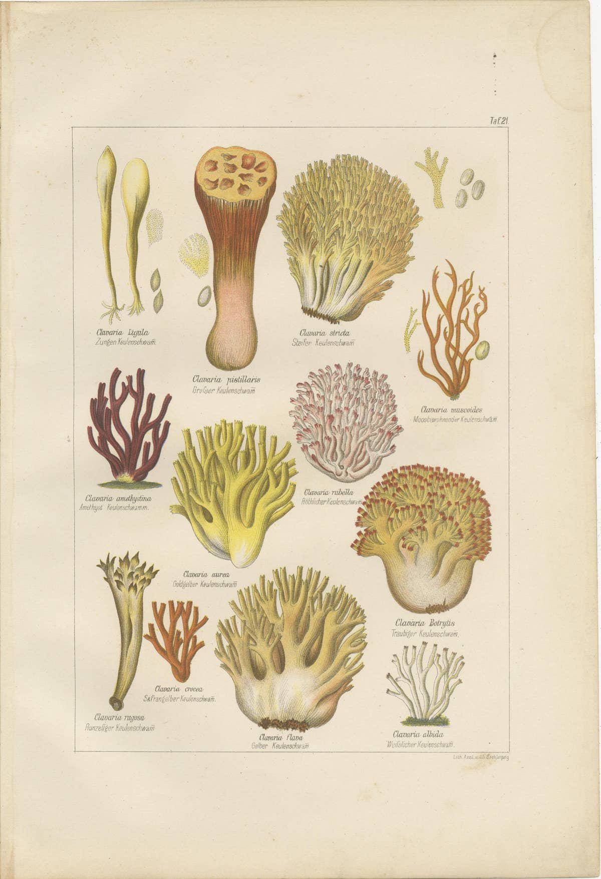 Set of 6 Antique Mycology Prints of the Common Stinkhorn & Other Mushrooms, 1875