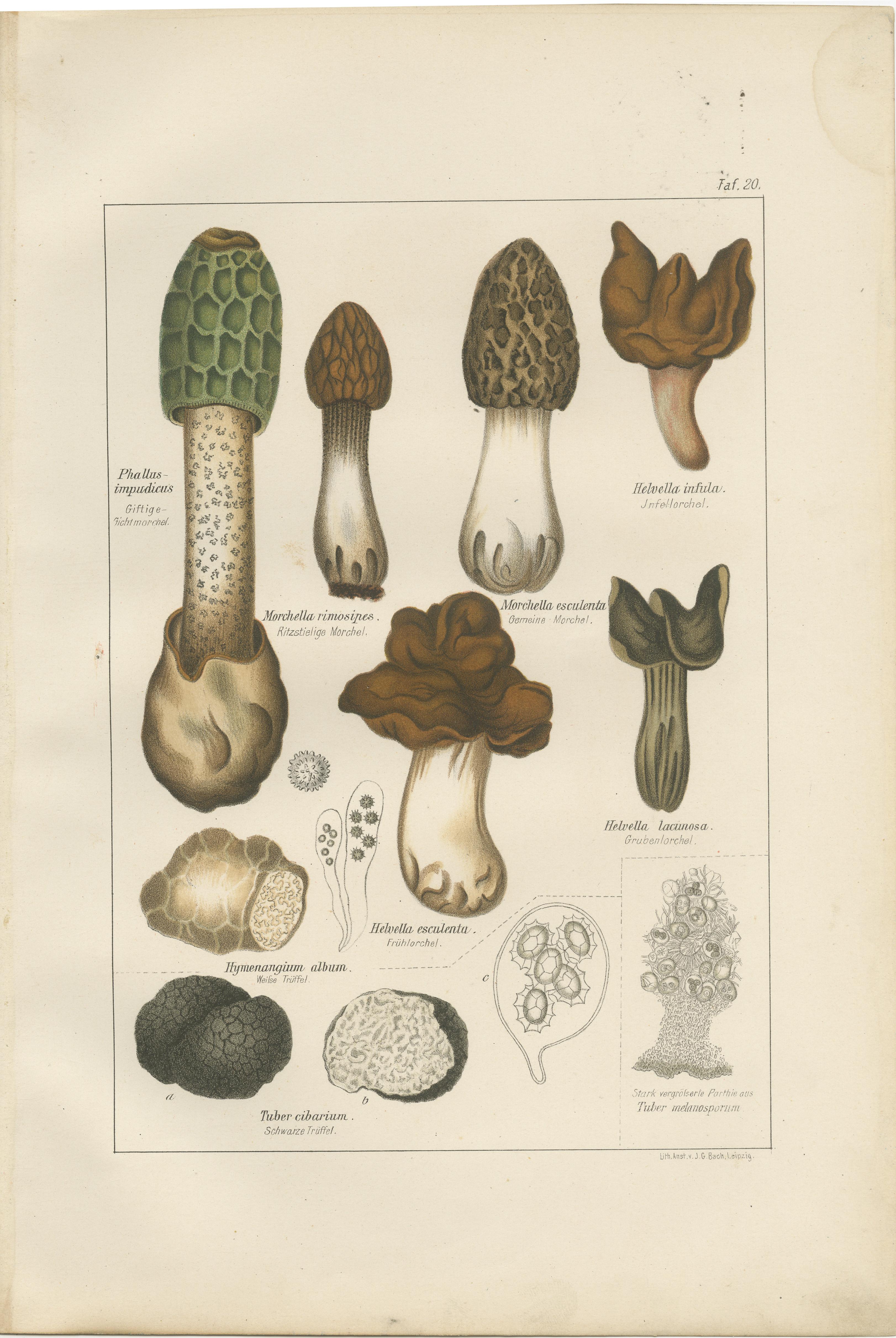 Set of 6 Antique Mycology Prints of the Common Stinkhorn and Other Mushrooms For Sale 1