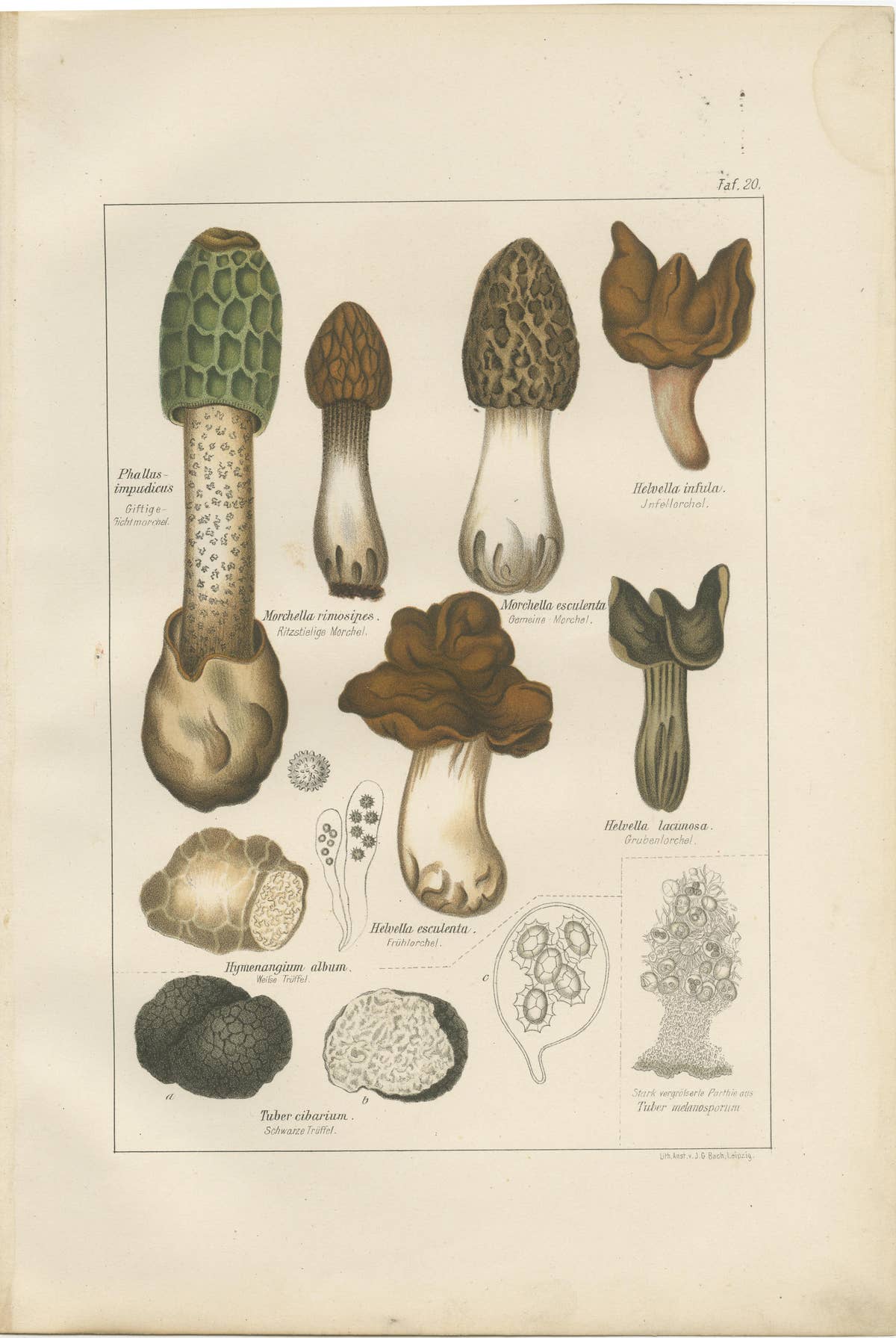 Set of 6 Antique Mycology Prints of the Common Stinkhorn & Other Mushrooms, 1875