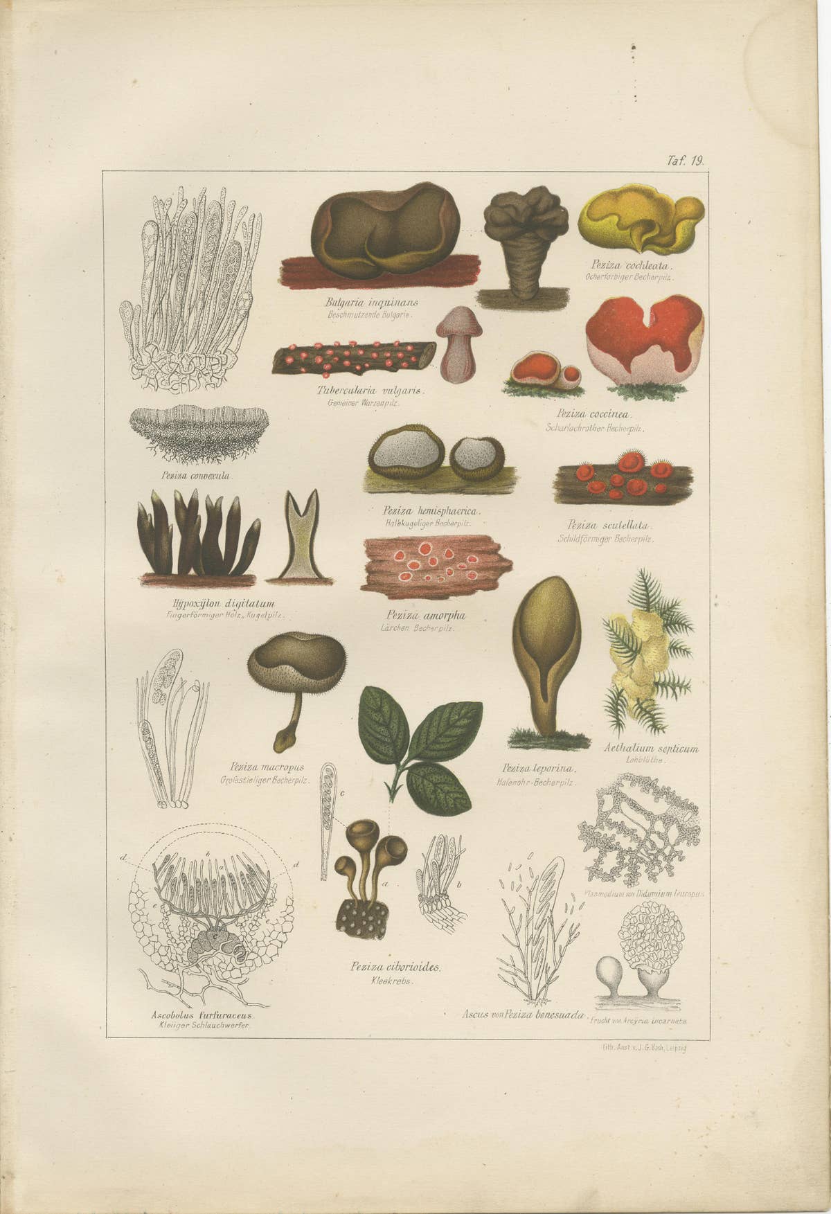 Set of 6 Antique Mycology Prints of the Common Stinkhorn & Other Mushrooms, 1875
