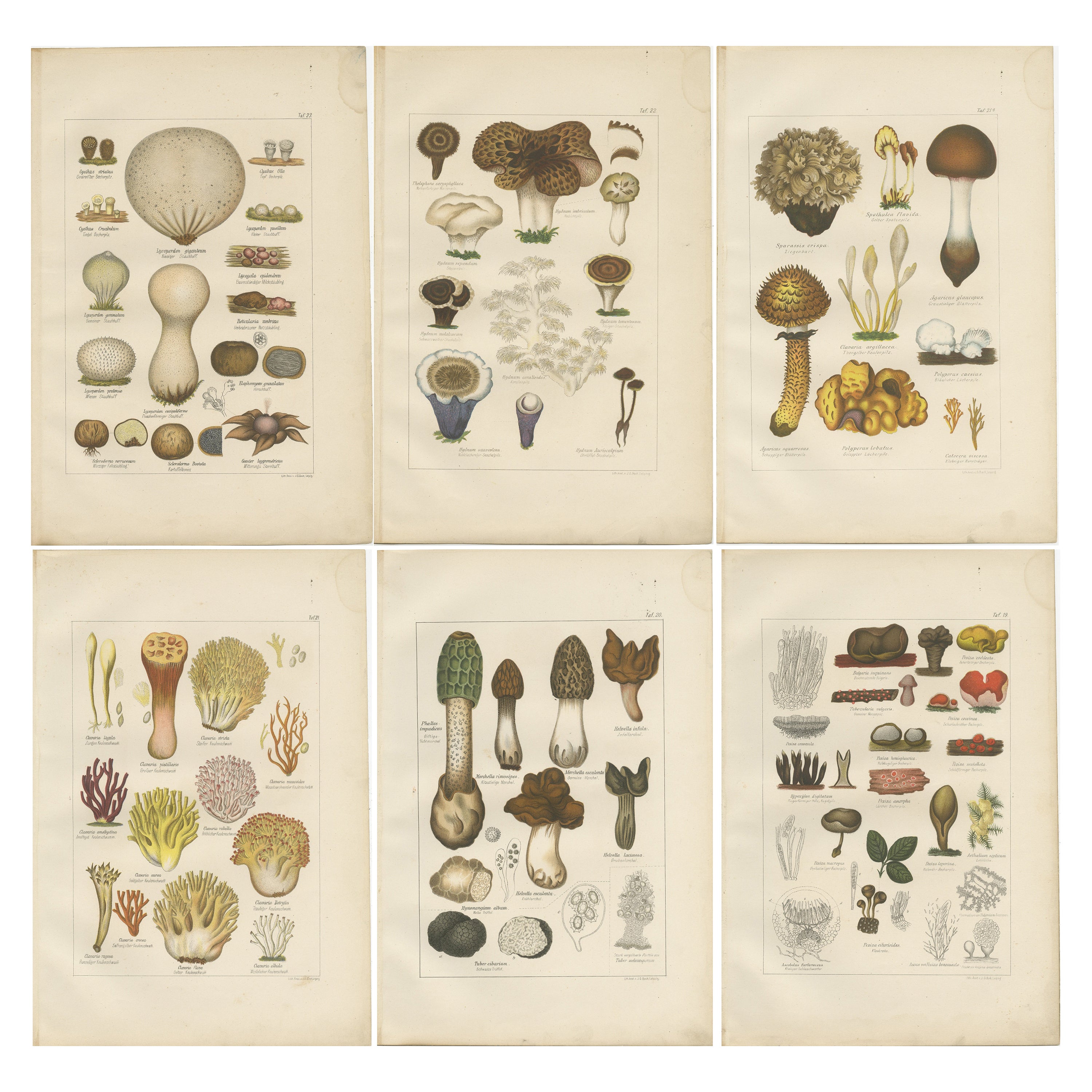 Set of 6 Antique Mycology Prints of the Common Stinkhorn and Other Mushrooms
