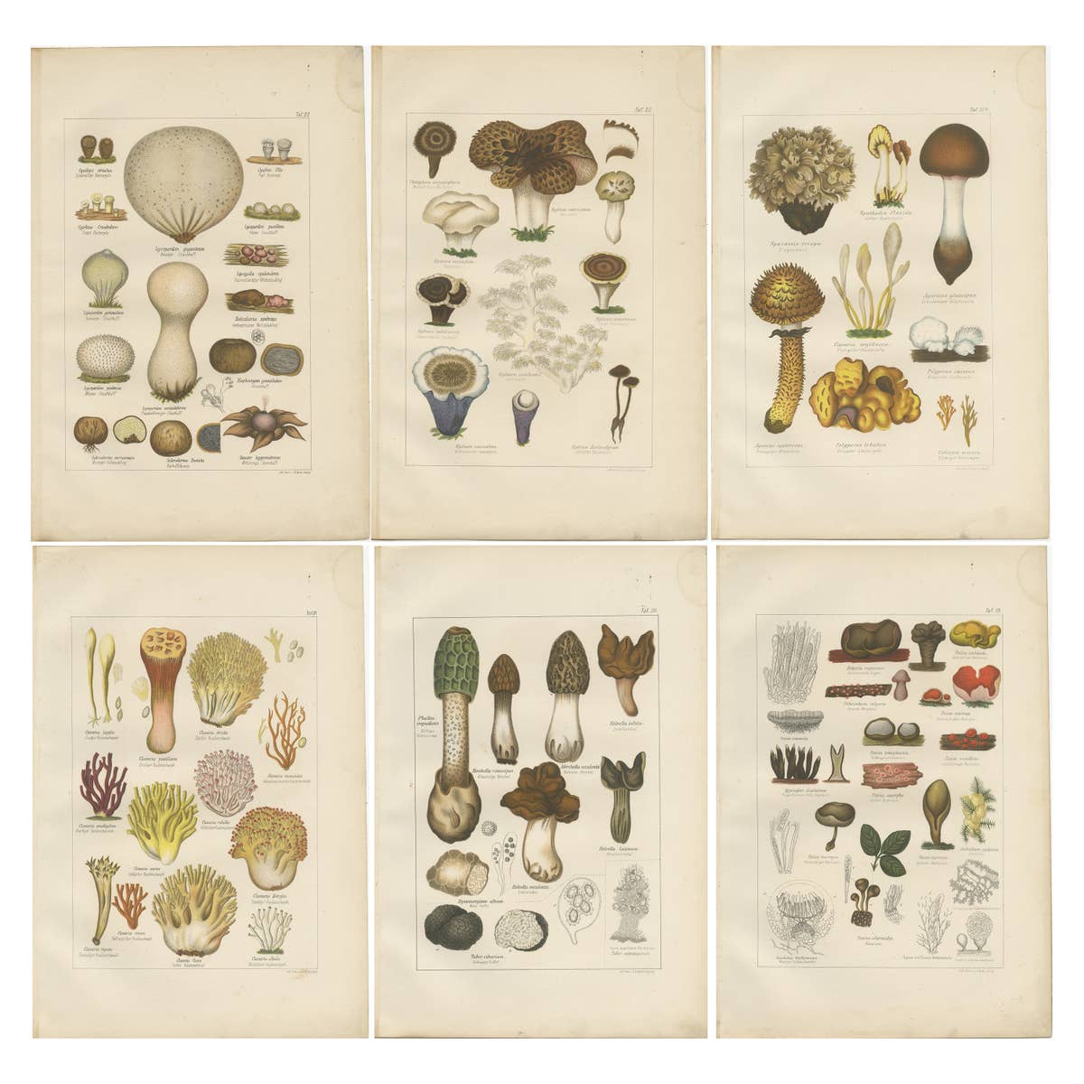 Set of 6 Antique Mycology Prints of the Common Stinkhorn & Other Mushrooms, 1875