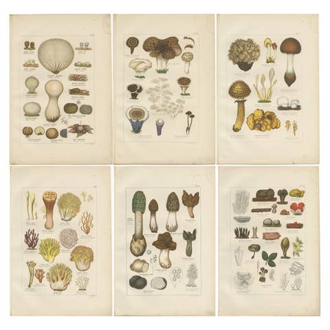 Set of 6 Antique Mycology Prints of the Common Stinkhorn & Other Mushrooms, 1875