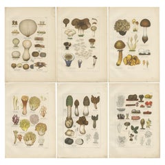 Set of 6 Antique Mycology Prints of the Common Stinkhorn and Other Mushrooms