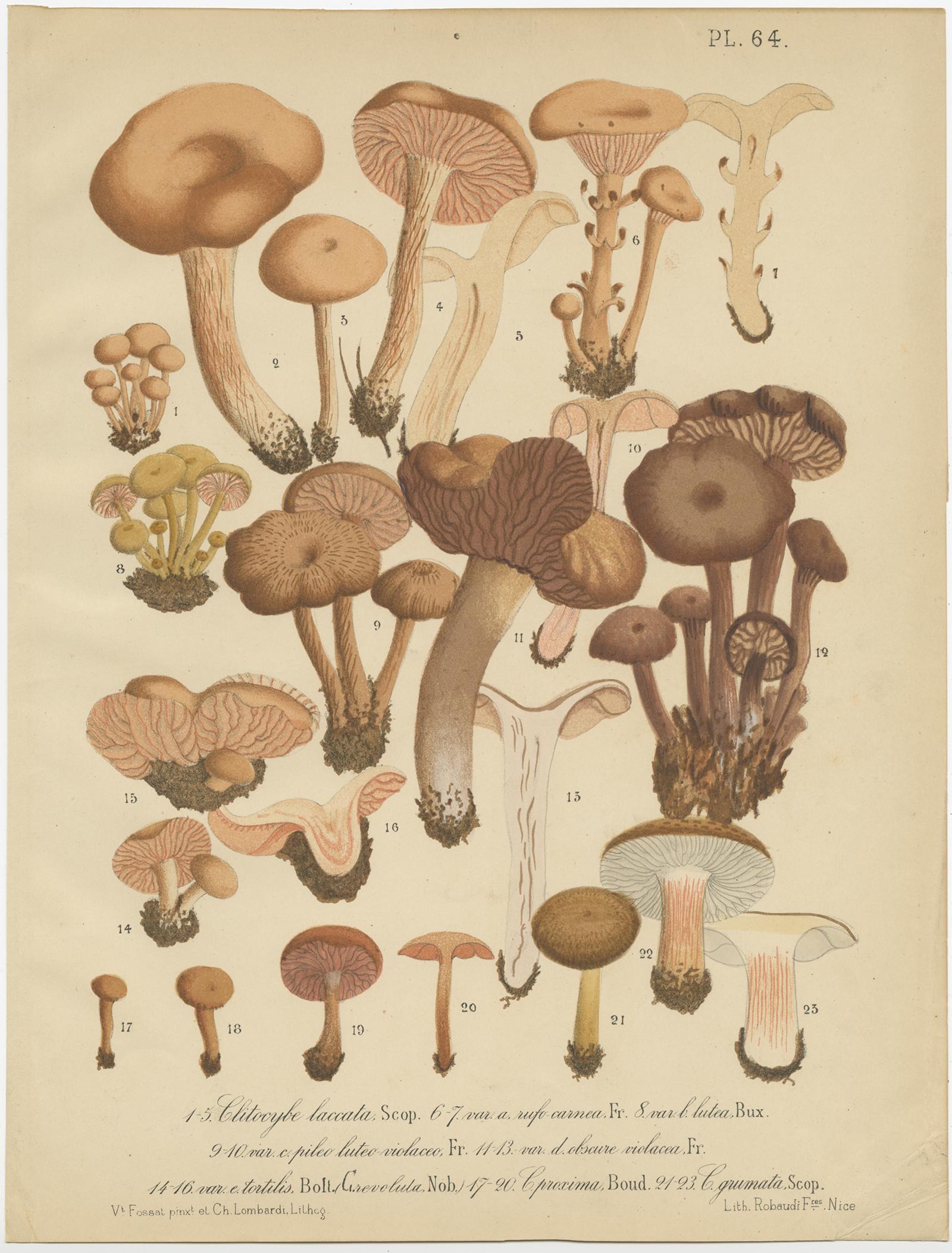 Set of six antique mycology prints depicting various fungi / mushrooms. These prints originate from 'Flore mycologique illustrée: les champignons des Alpes-Maritimes' by J.B. Barla.