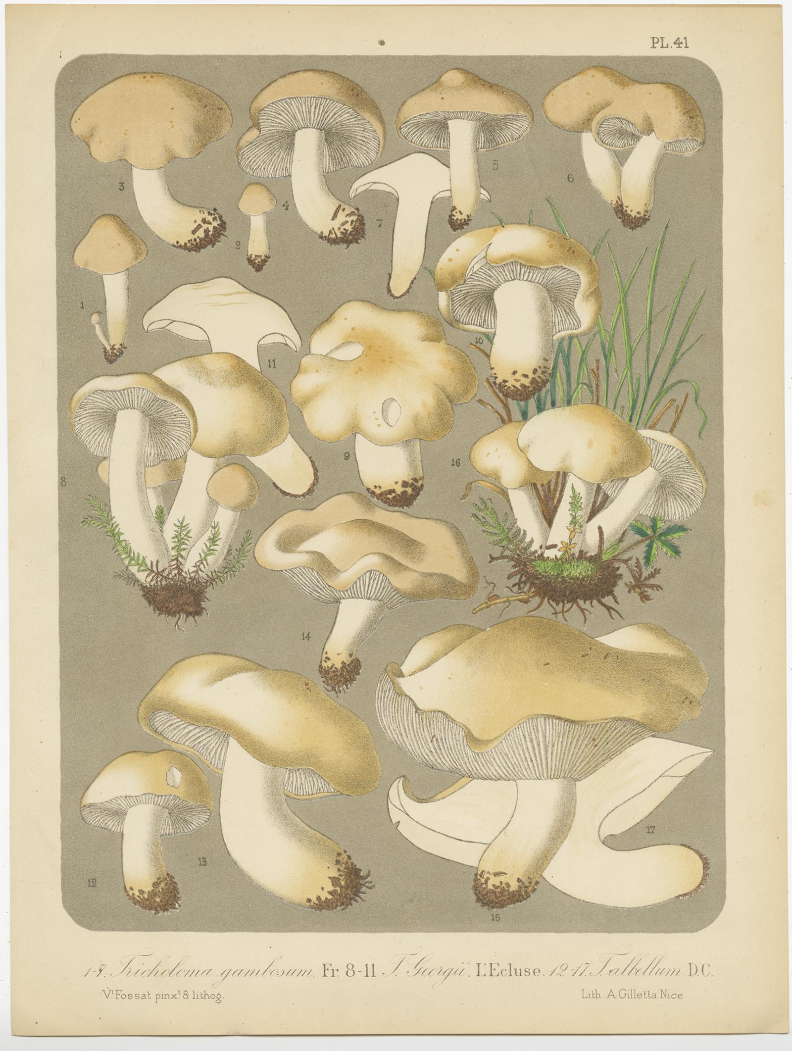 Set of six antique mycology prints depicting various fungi / mushrooms. These prints originate from 'Flore mycologique illustrée: les champignons des Alpes-Maritimes' by J.B. Barla.