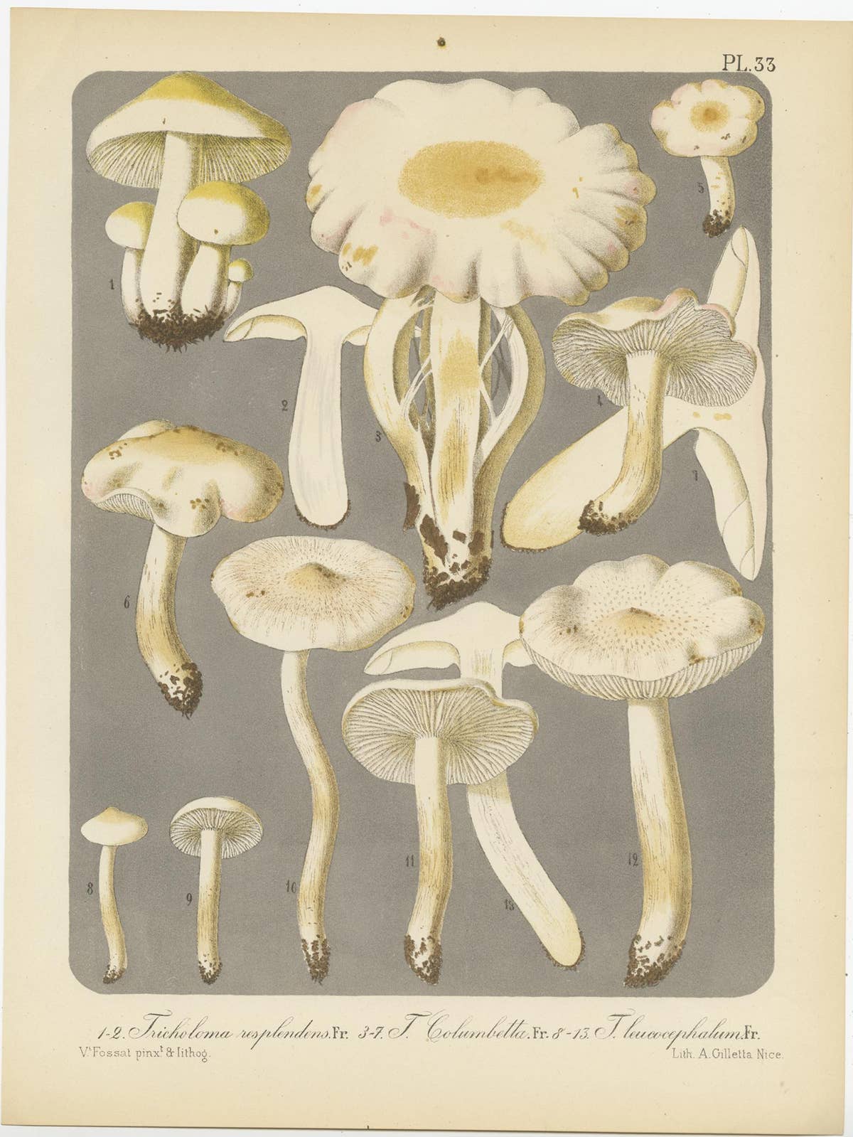 Set of 6 Antique Mycology Prints of Various Fungi by Barla, circa 1890