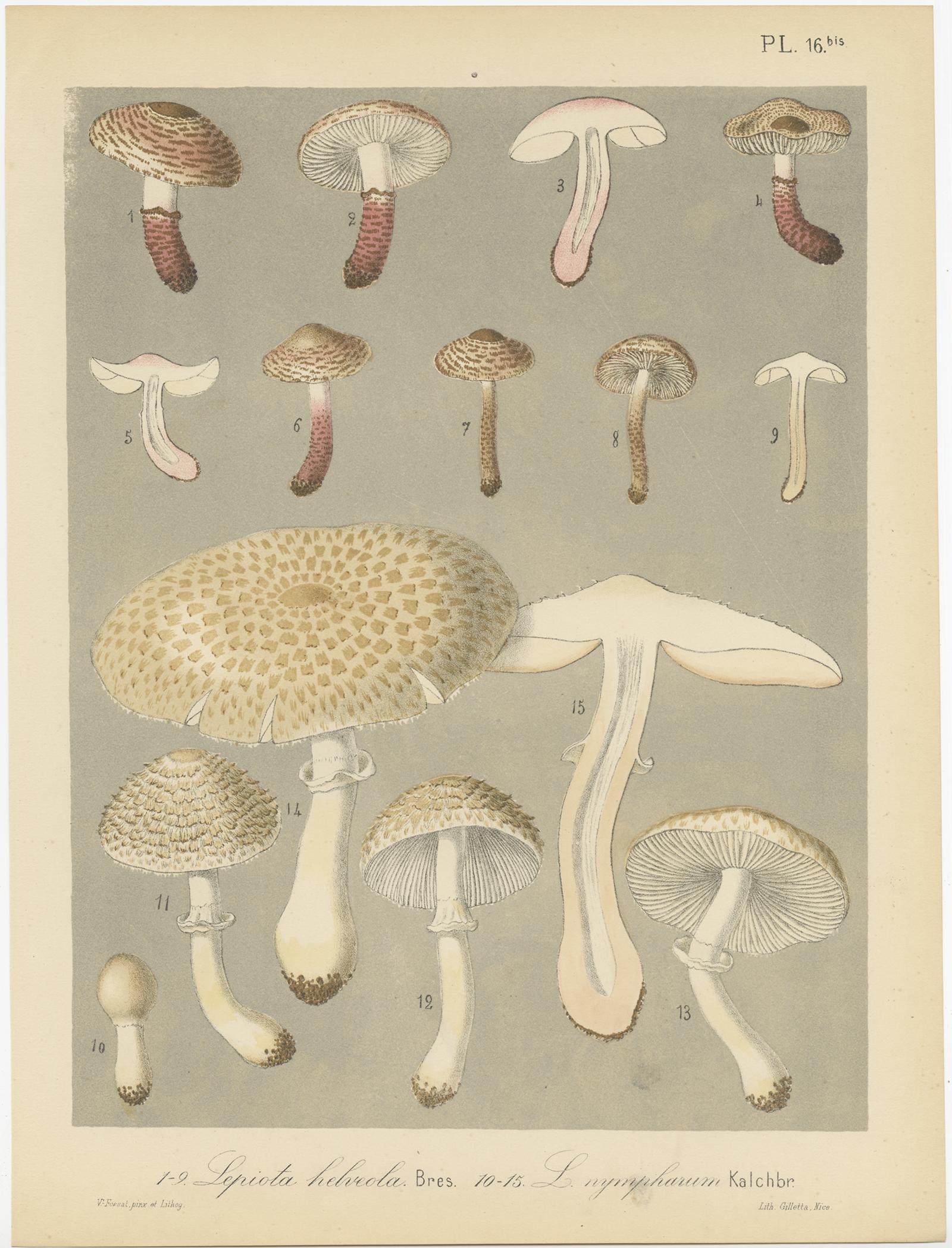 Set of 6 Antique Mycology Prints of Various Fungi by Barla, 'circa 1890' In Good Condition For Sale In Langweer, NL