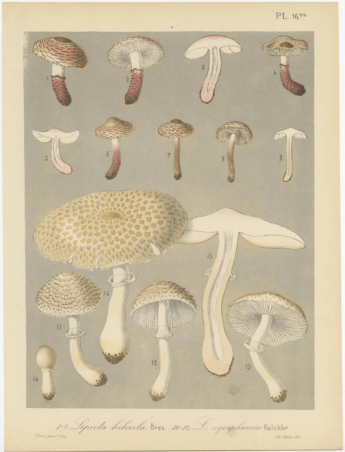 Set of 6 Antique Mycology Prints of Various Fungi by Barla, circa 1890