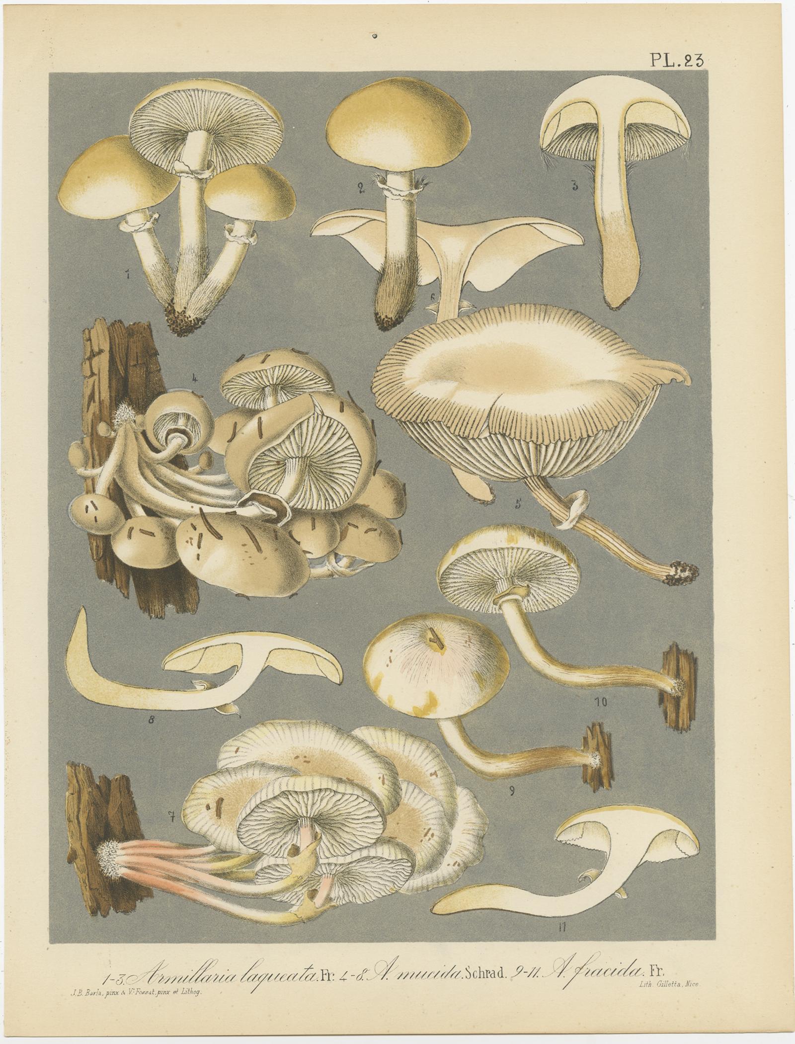 19th Century Set of 6 Antique Mycology Prints of Various Fungi by Barla, 'circa 1890' For Sale