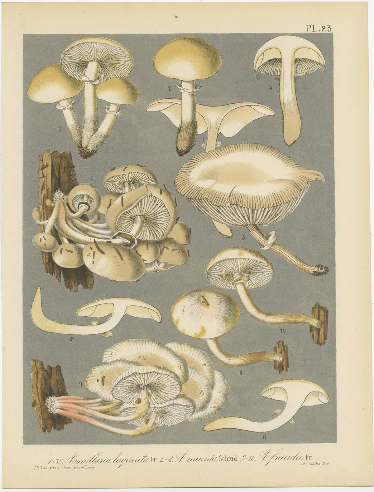 Set of 6 Antique Mycology Prints of Various Fungi by Barla, circa 1890