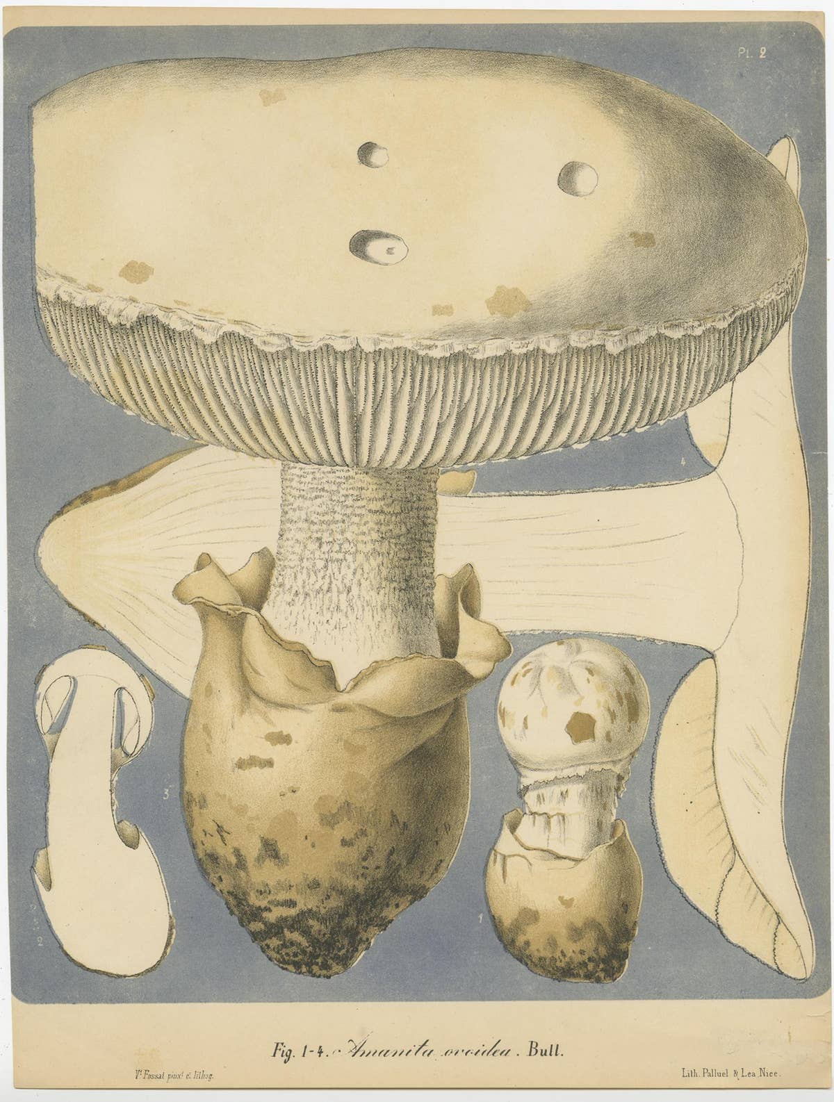 Set of 6 Antique Mycology Prints of Various Fungi by Barla, circa 1890
