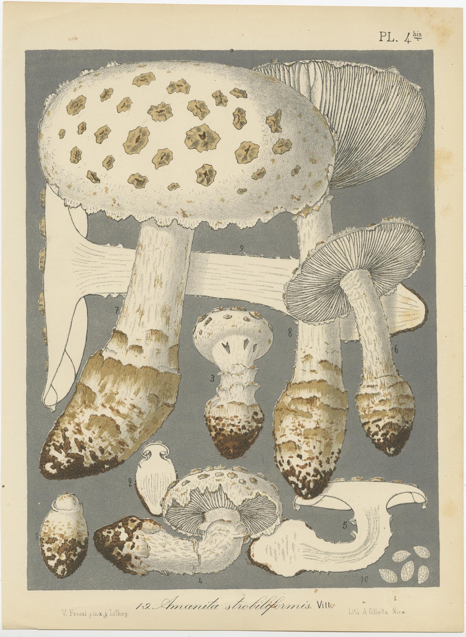 Set of 6 Antique Mycology Prints of Various Fungi by Barla, 'circa 1890' For Sale 1