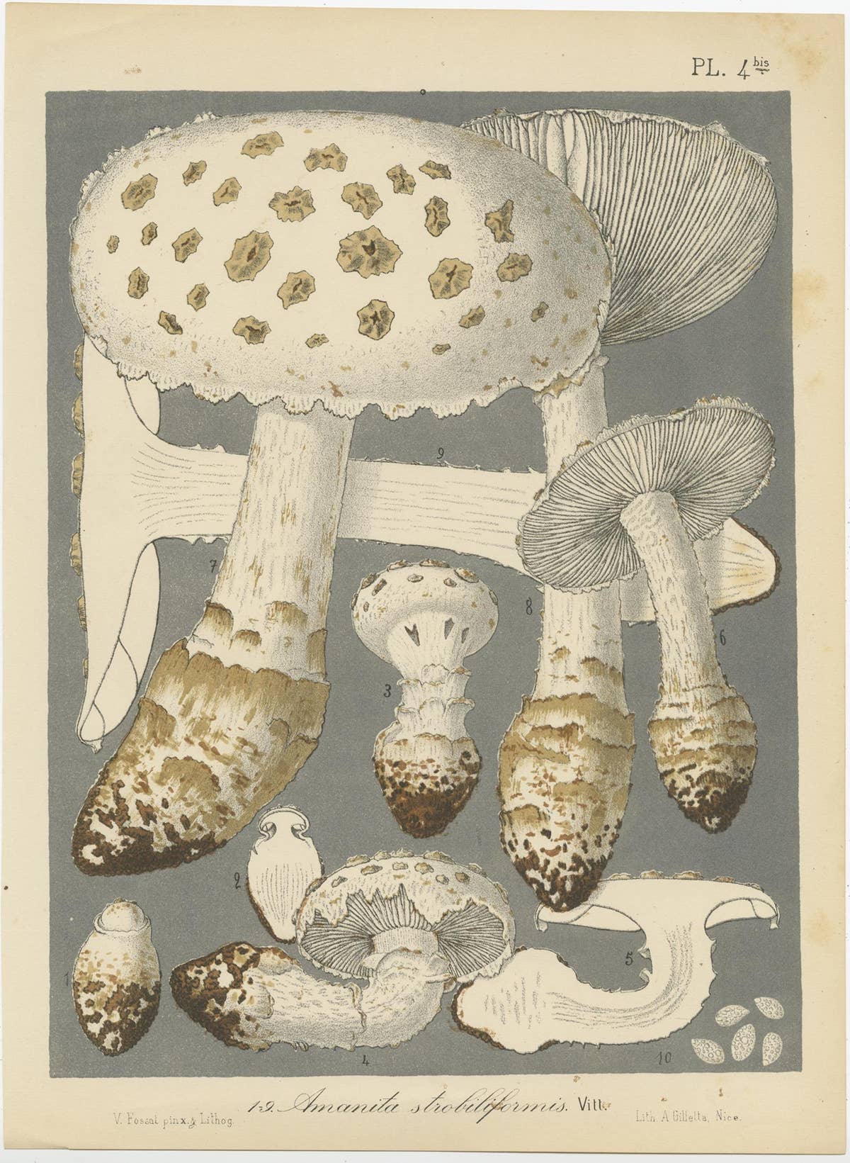 Set of 6 Antique Mycology Prints of Various Fungi by Barla, circa 1890