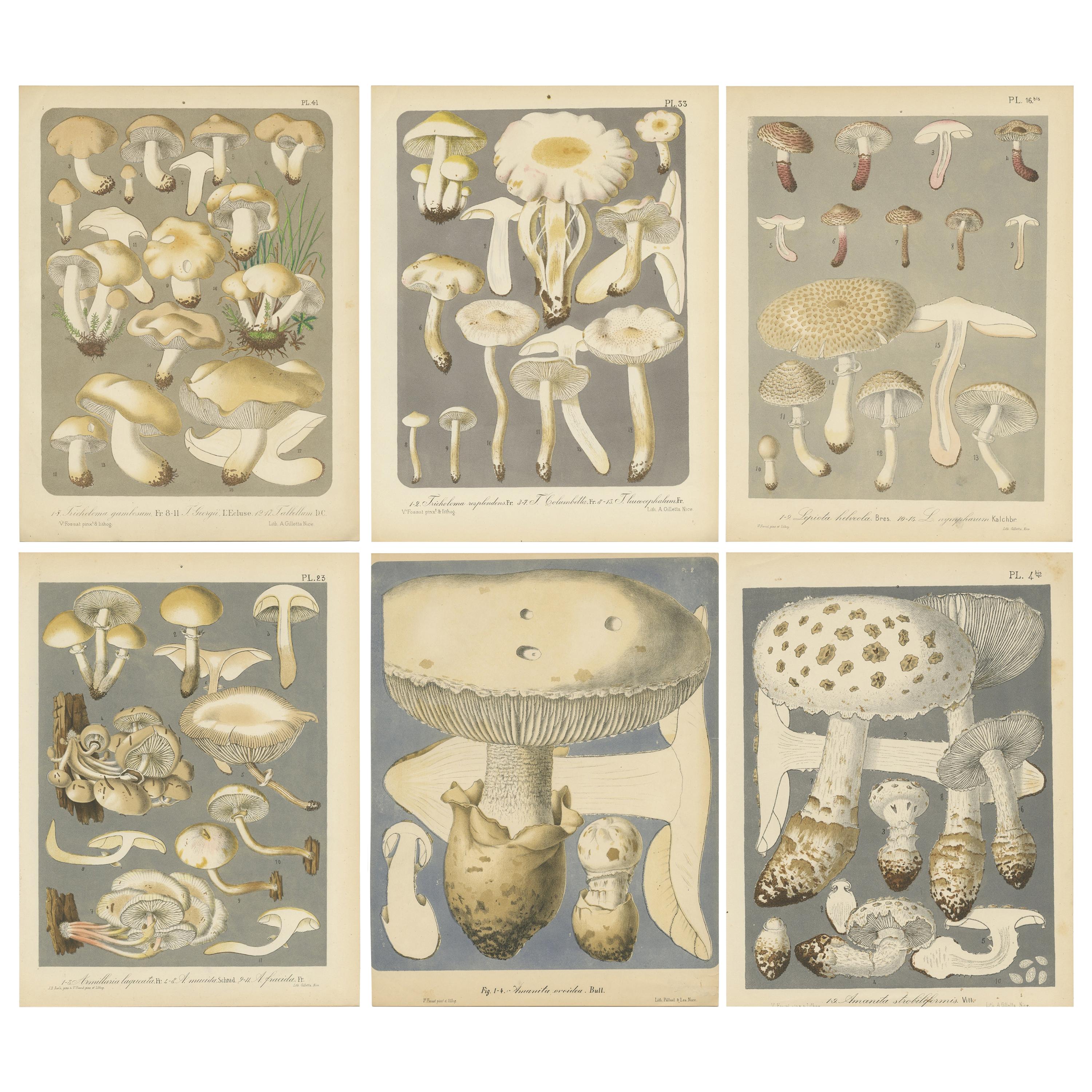 Set of 6 Antique Mycology Prints of Various Fungi by Barla, 'circa 1890' For Sale
