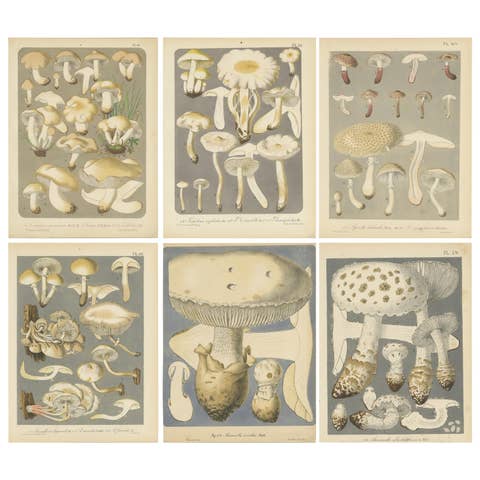 Set of 6 Antique Mycology Prints of Various Fungi by Barla, circa 1890