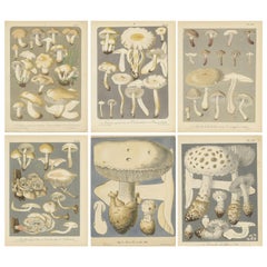 Ensemble de 6 estampes anciennes de mycologie de divers Fungi par Barla, vers 1890