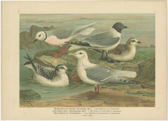 Set of 6 Antique Ornithology Chromolithographs – Arctic & European Birds, c.1890