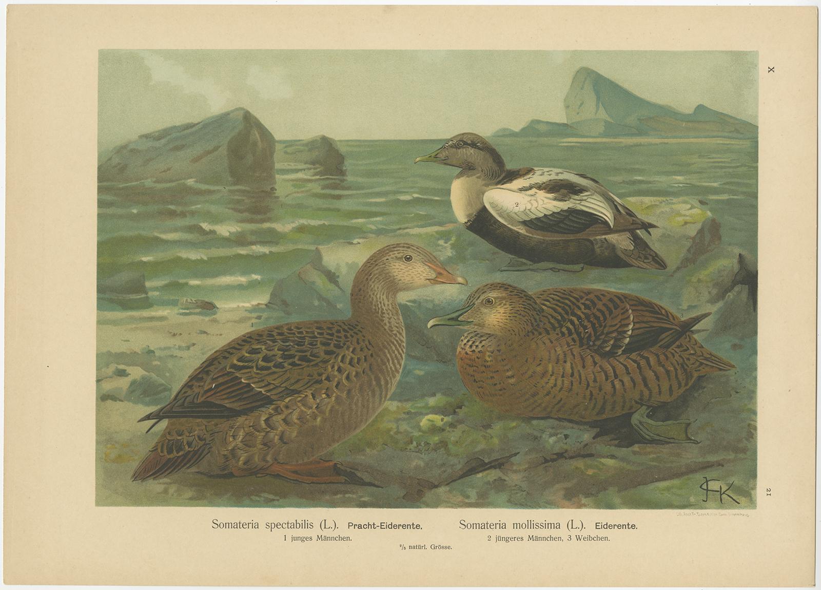 Ensemble de 6 chromolithographies anciennes d'ornithologie - Oiseaux de l'Arctique et d'Europe, c.1890 Bon état - En vente à Langweer, NL