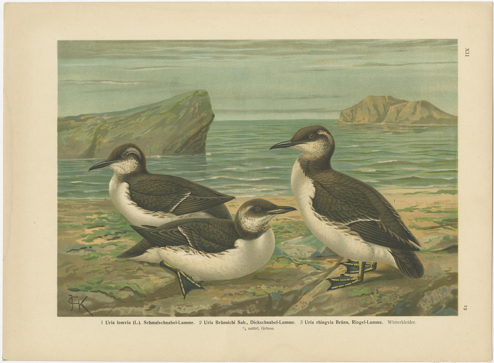 XIXe siècle Ensemble de 6 chromolithographies anciennes d'ornithologie - Oiseaux de l'Arctique et d'Europe, c.1890 en vente