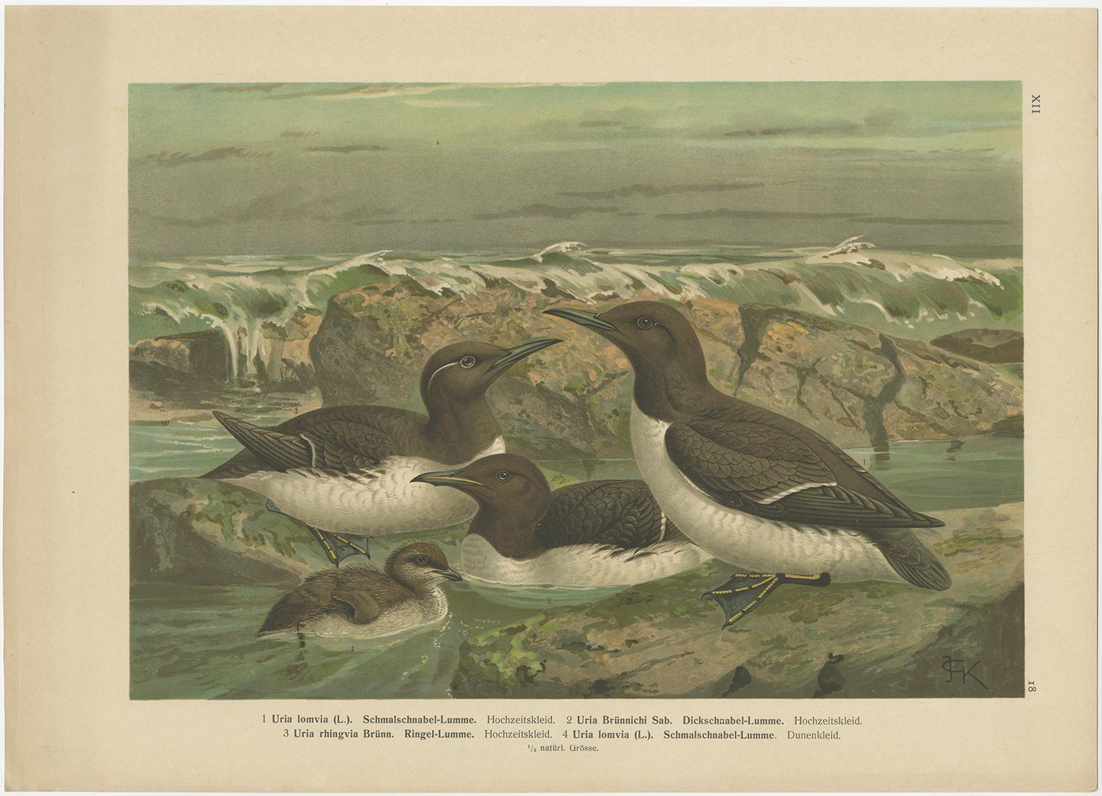 Papier Ensemble de 6 chromolithographies anciennes d'ornithologie - Oiseaux de l'Arctique et d'Europe, c.1890 en vente