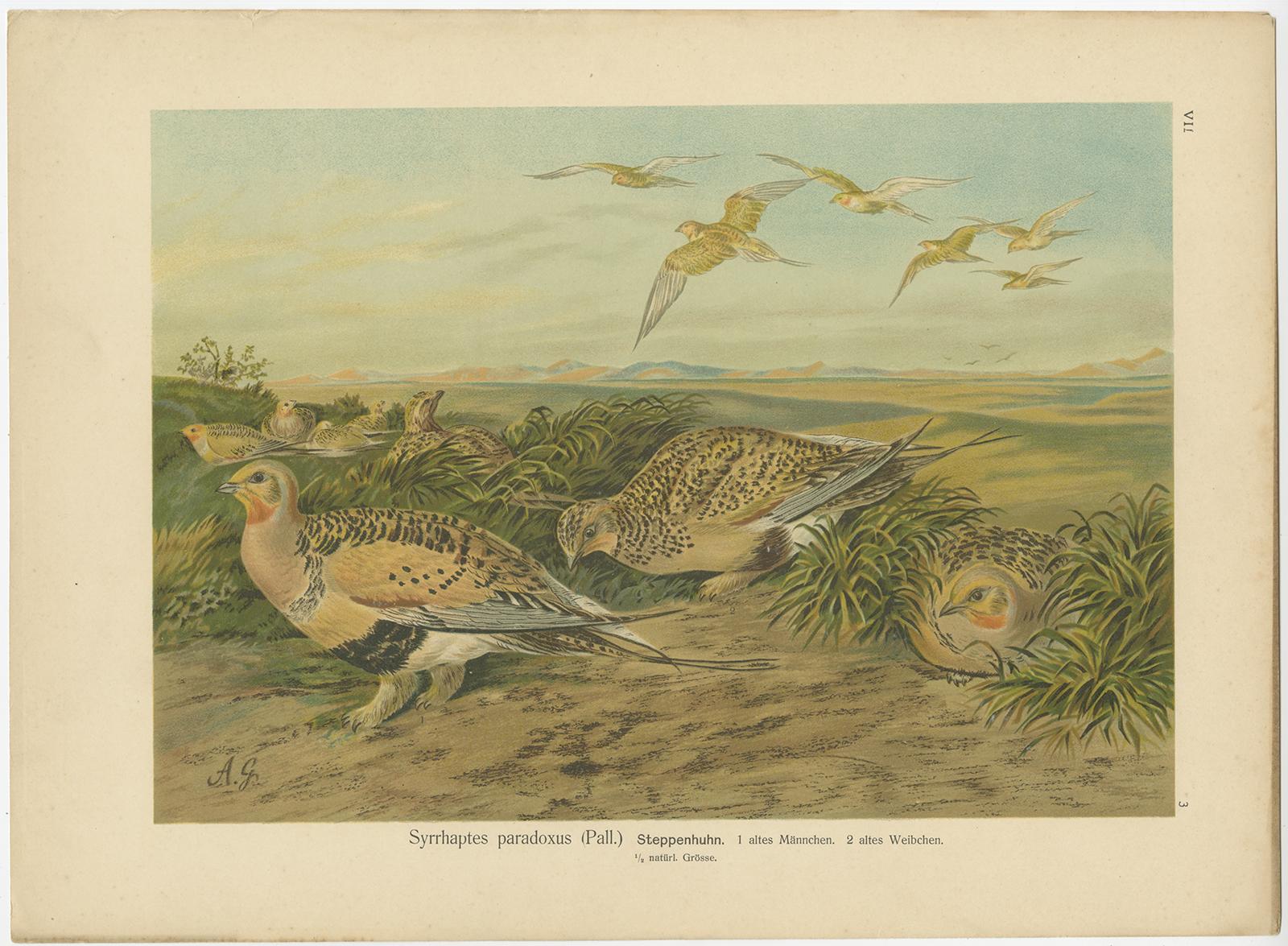 Ensemble de 6 chromolithographies anciennes d'ornithologie - Oiseaux de l'Arctique et d'Europe, c.1890 en vente 1